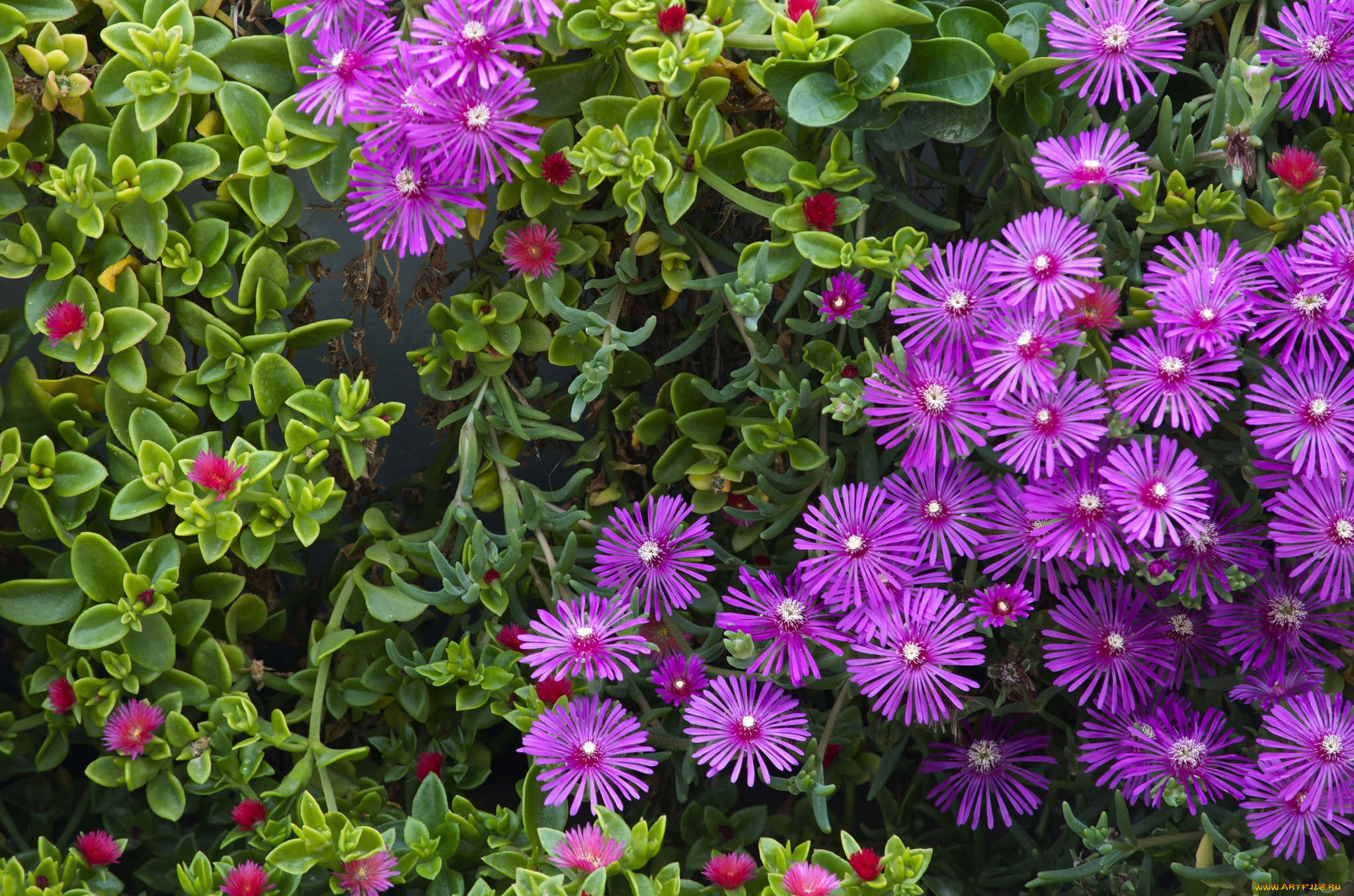 цветы, аизовые, лиловый