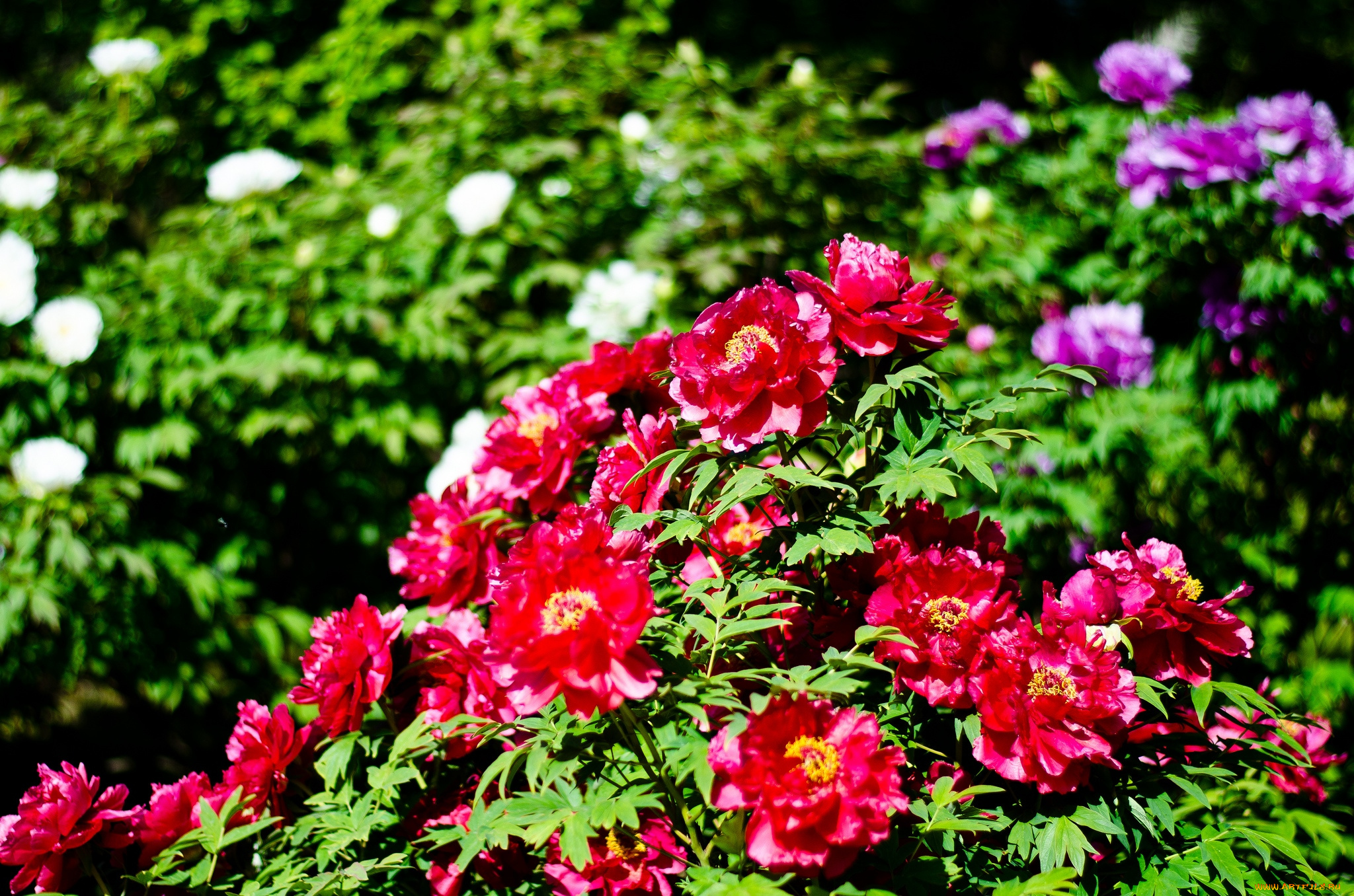 цветы, пионы, куст, яркий, много