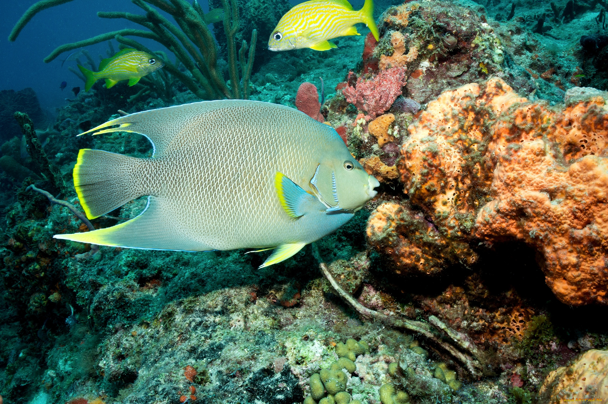 животные, рыбы, плавники, тропики