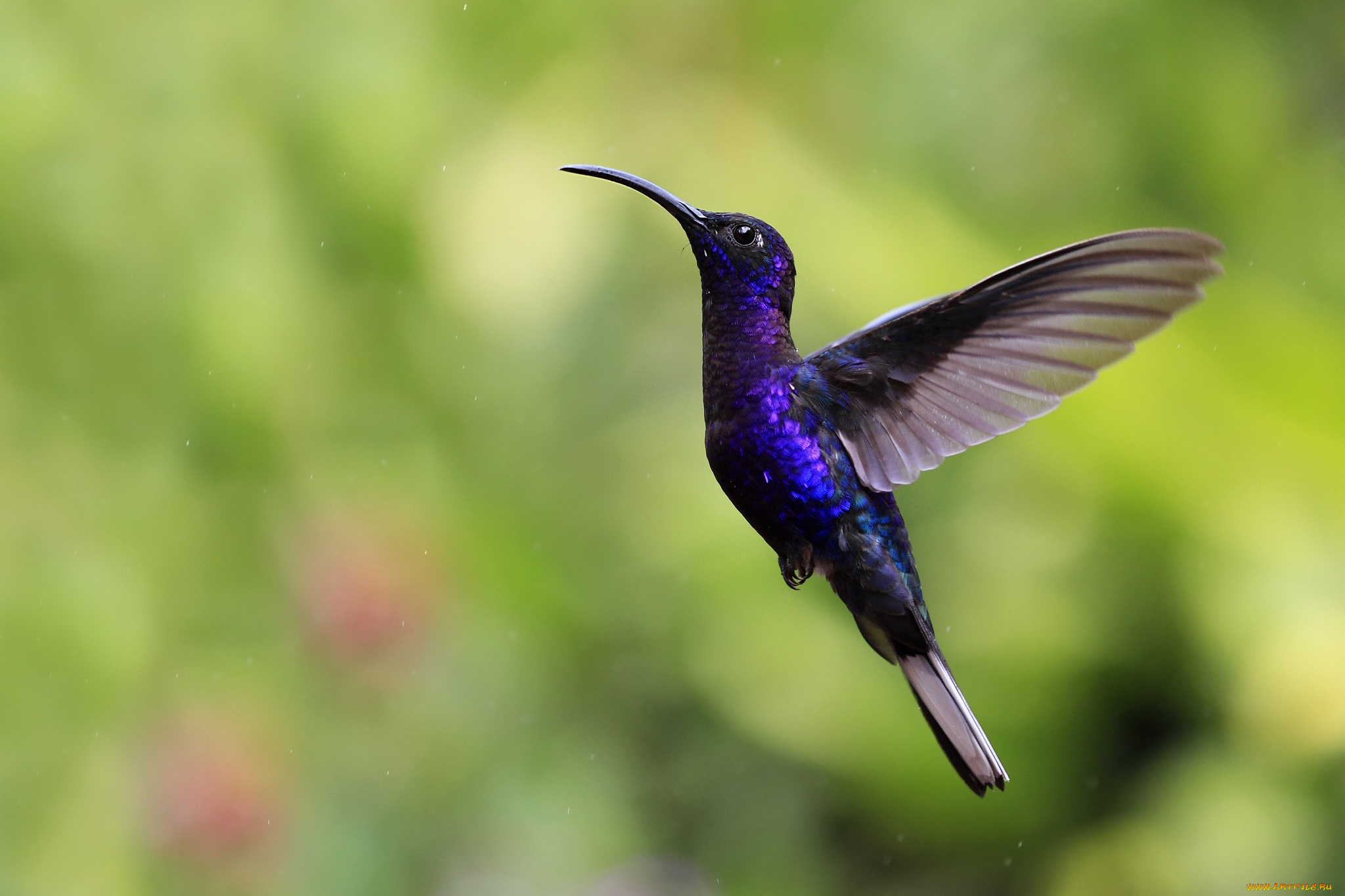 животные, колибри, кроха, полет, крылья