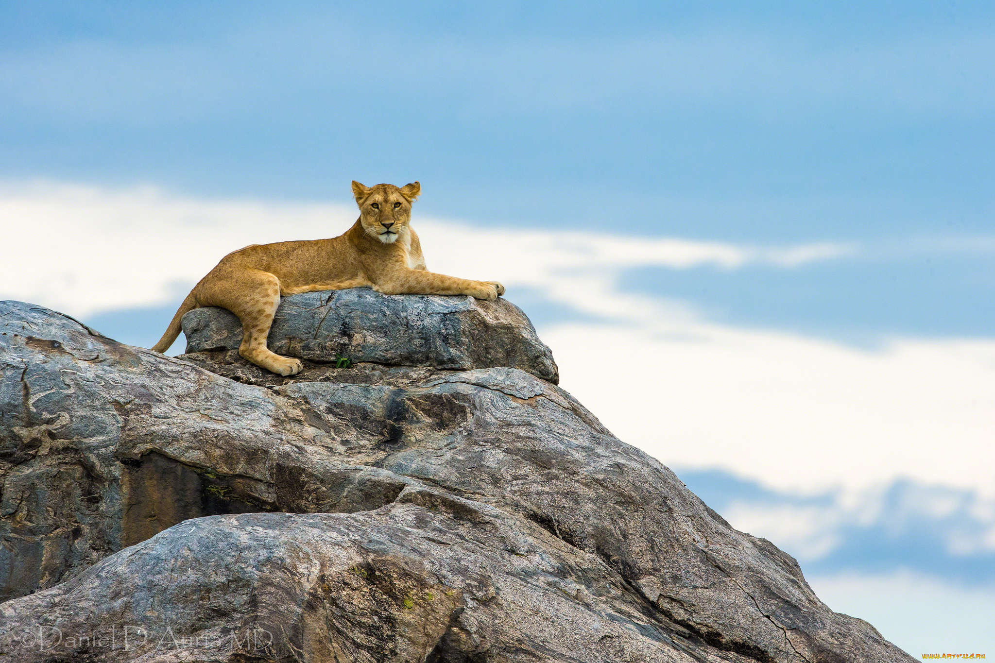 животные, львы, львица, скала