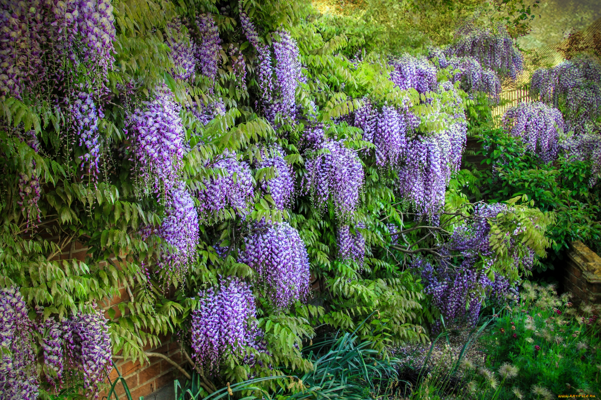 цветы, глициния, гроздья, сиреневый, вистерия