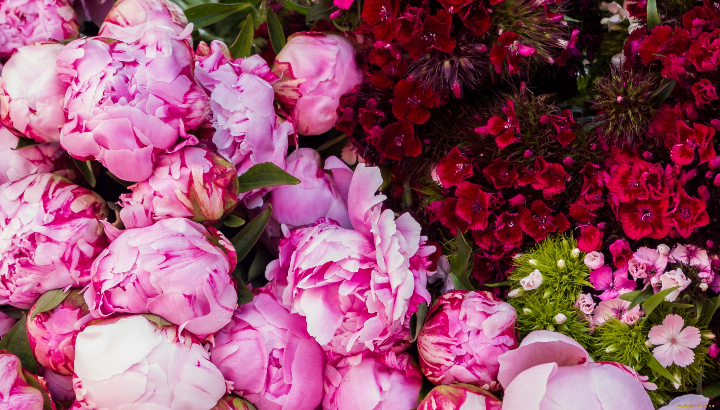 цветы, разные, вместе, пионы, гвоздики