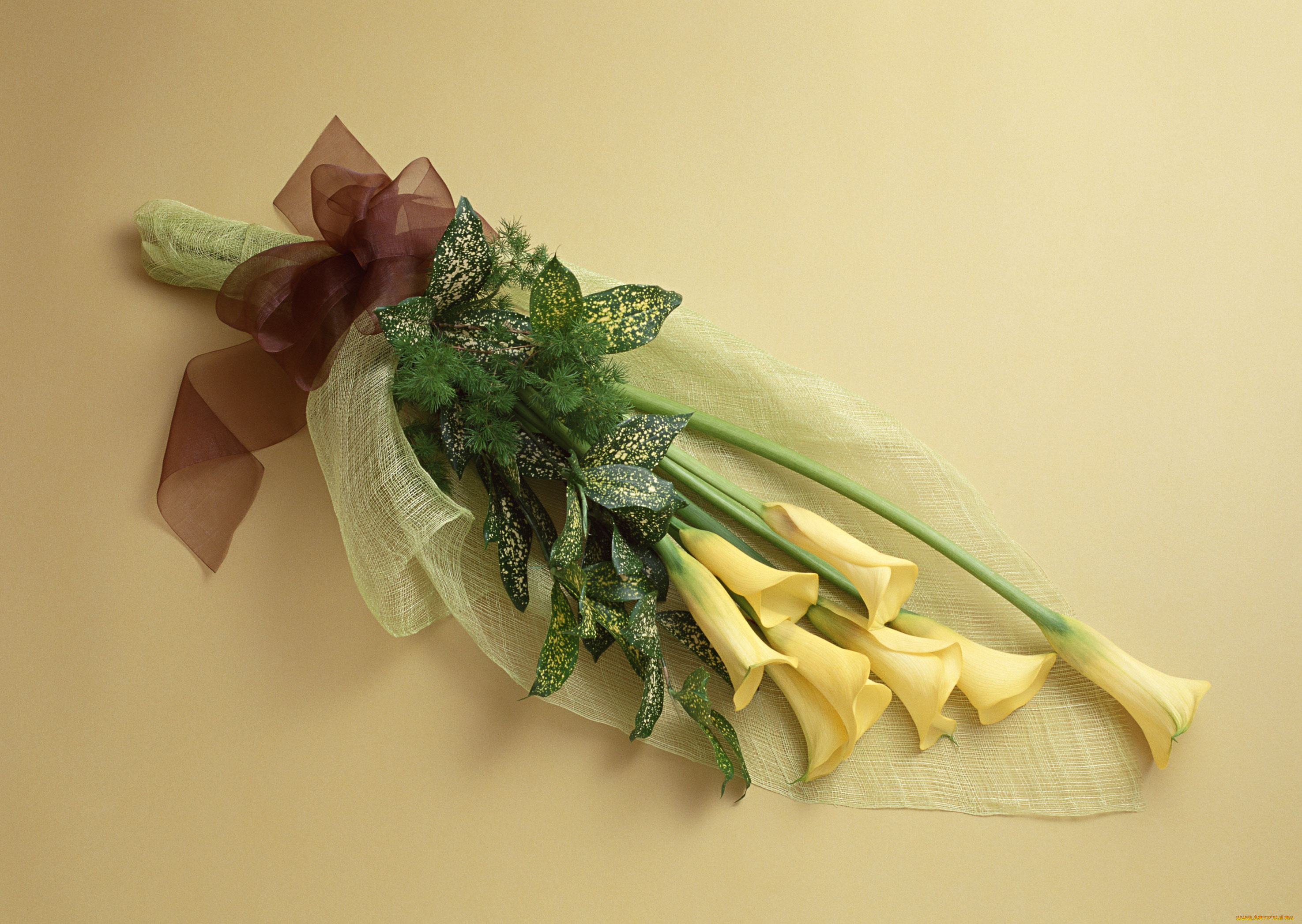 цветы, каллы