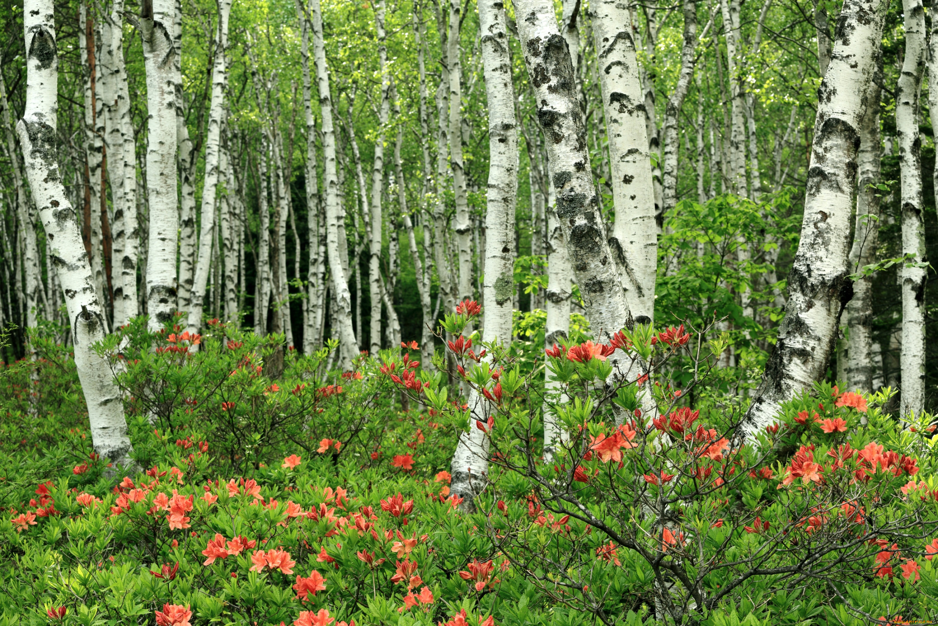 природа, лес, березы, азалии