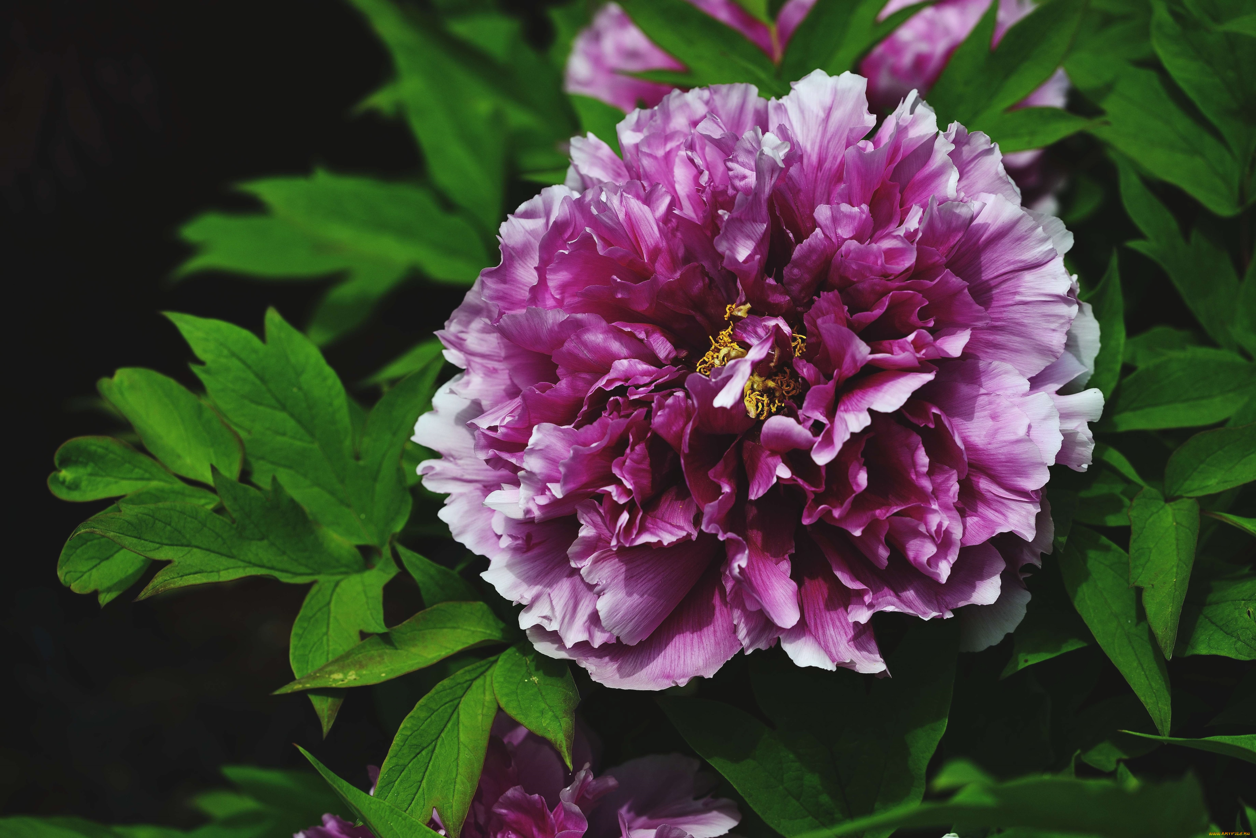 цветы, пионы, пестрый, пышный