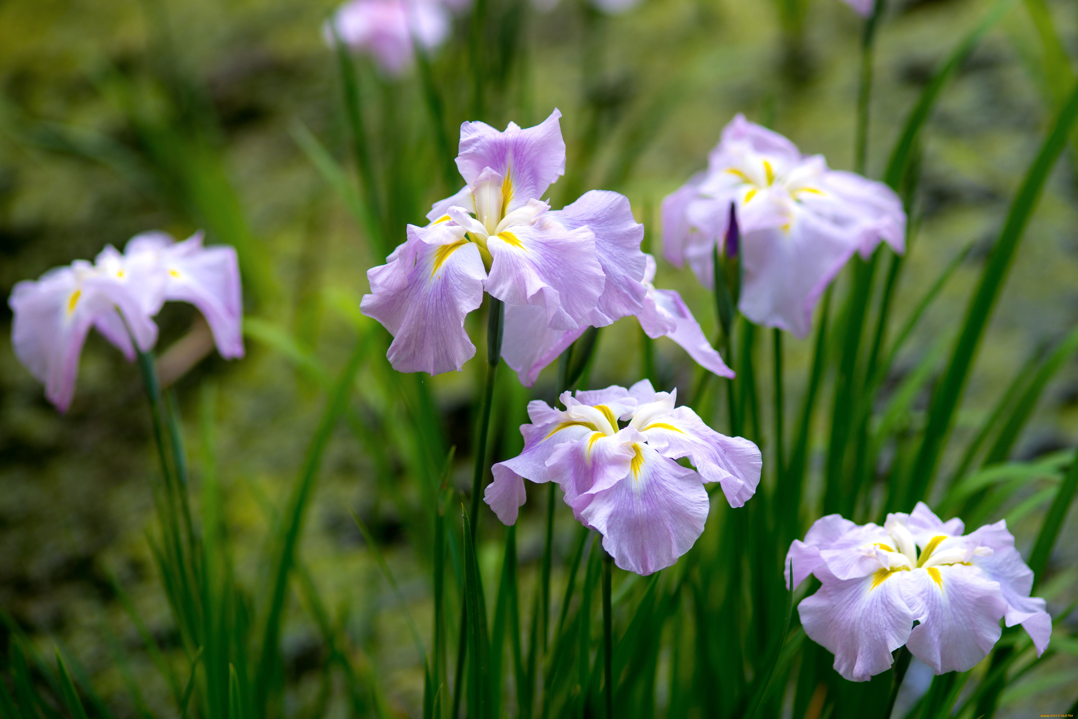 цветы, ирисы, сиреневый