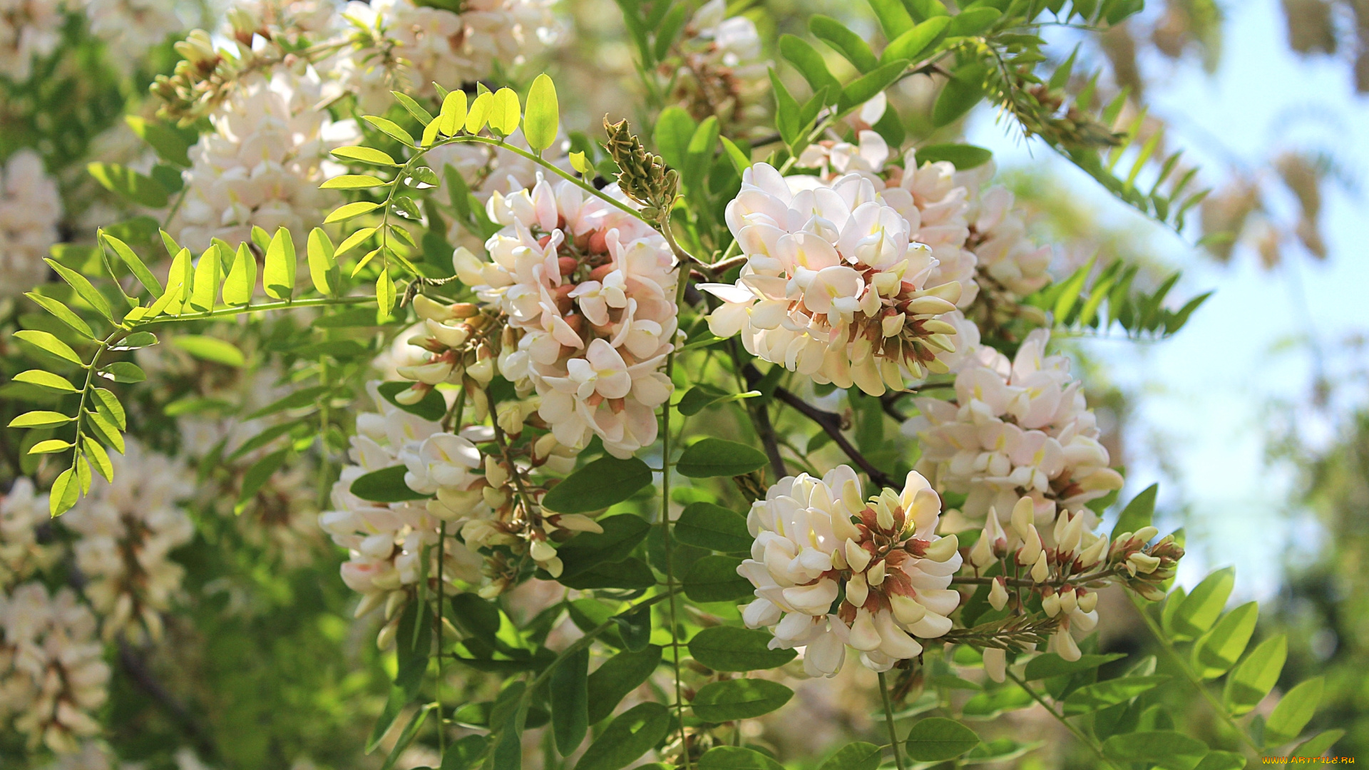 цветы, акация, ветки