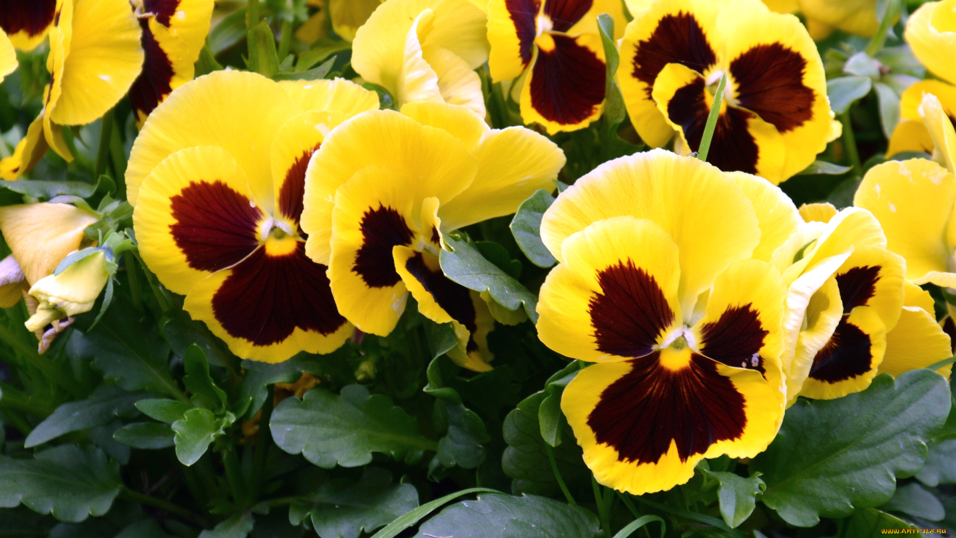 цветы, анютины, глазки, , садовые, фиалки, виола