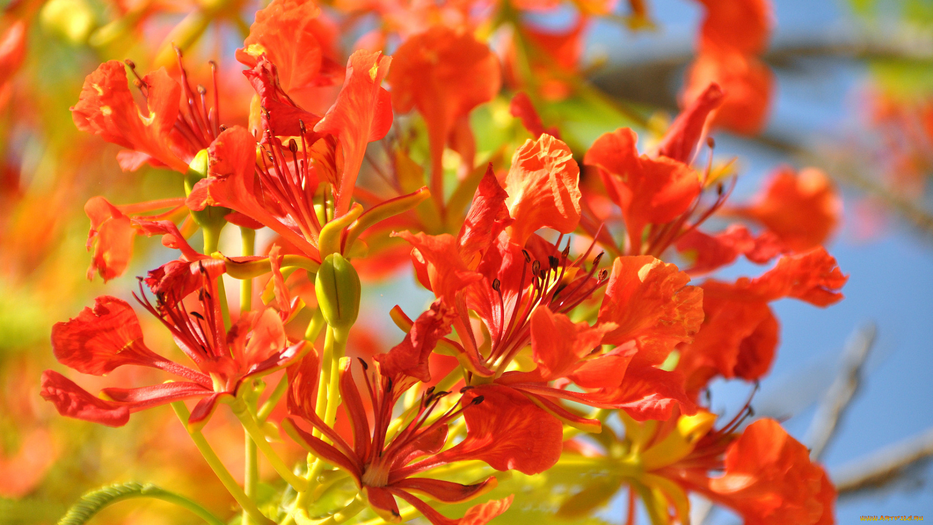 цветы, делоникс, королевский, , огненное, дерево, красный