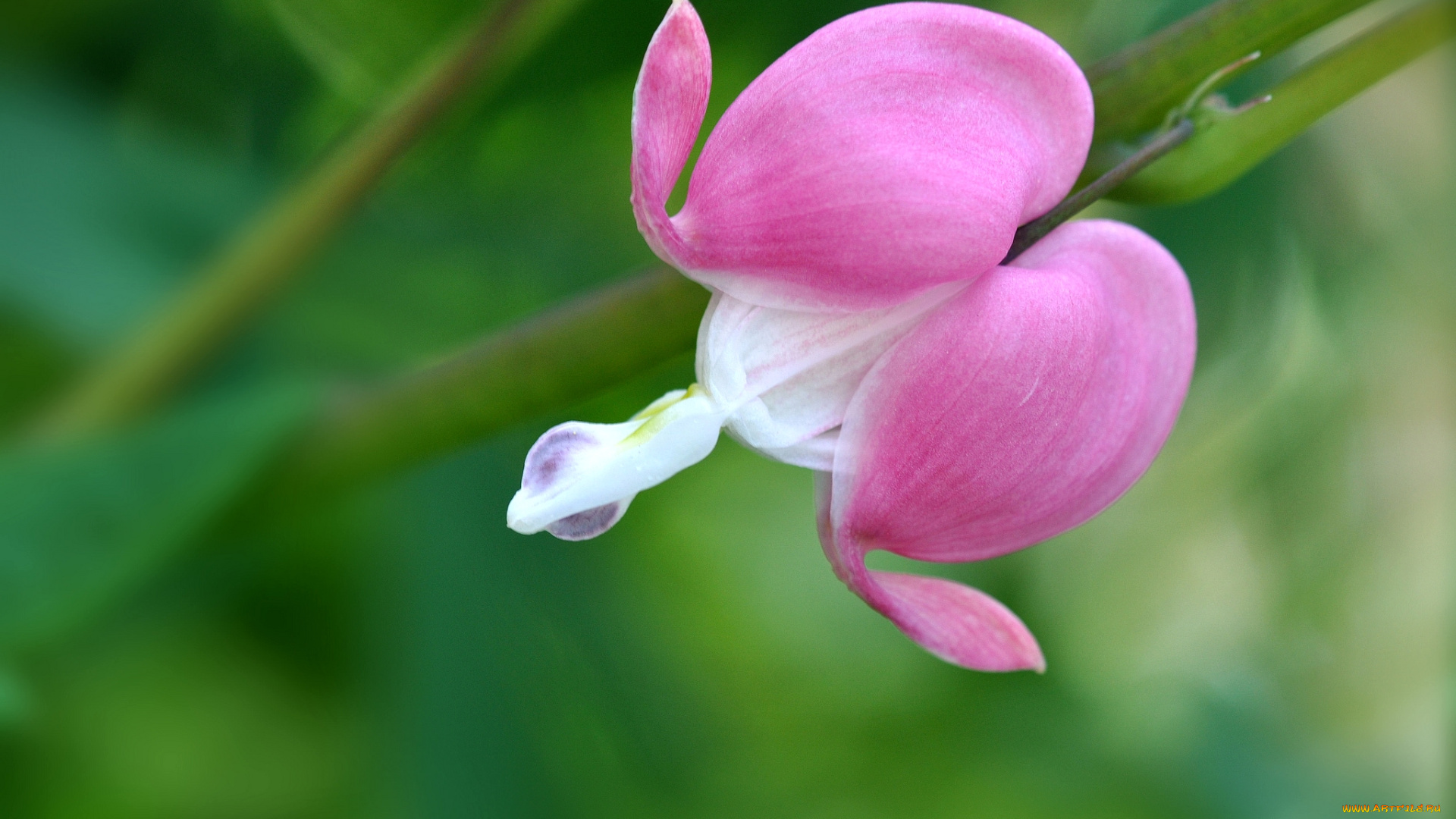 цветы, дицентра, , разбитое, сердце, макро