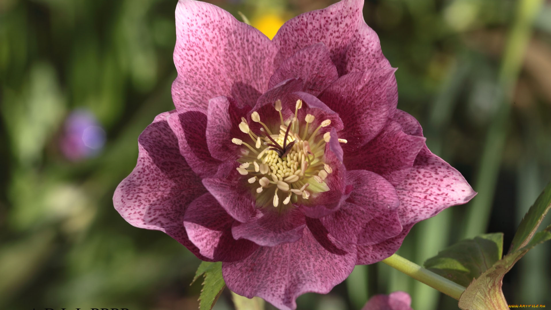 цветы, геллеборус, , морозник, макро