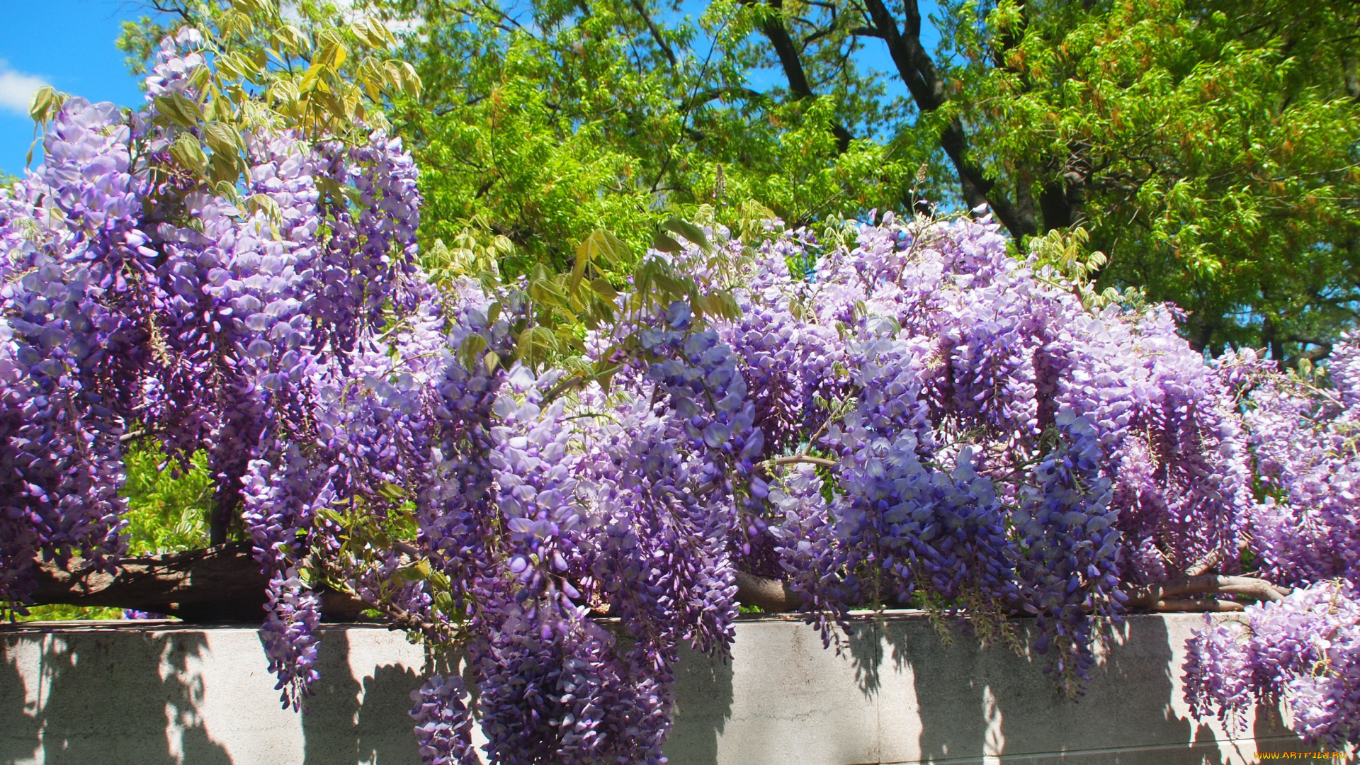 цветы, глициния, вистерия