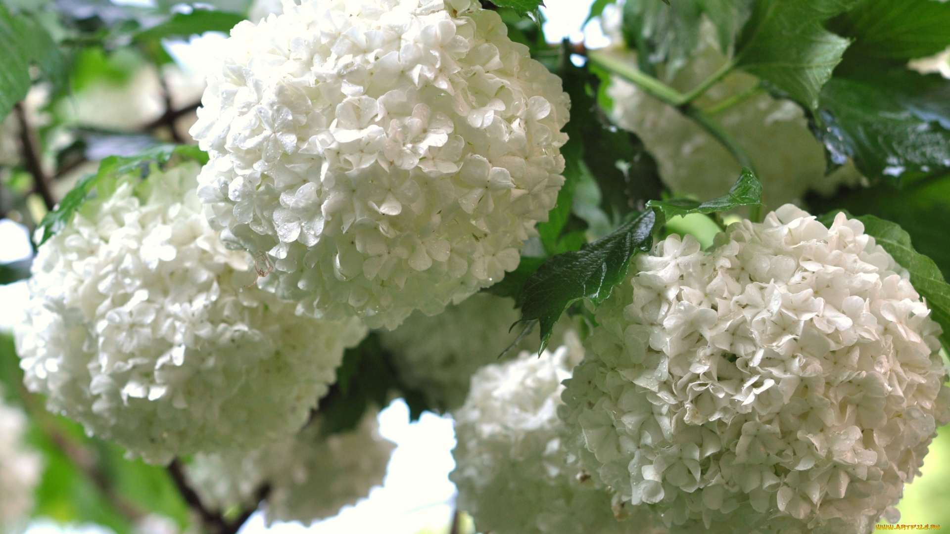 цветы, гортензия, шары