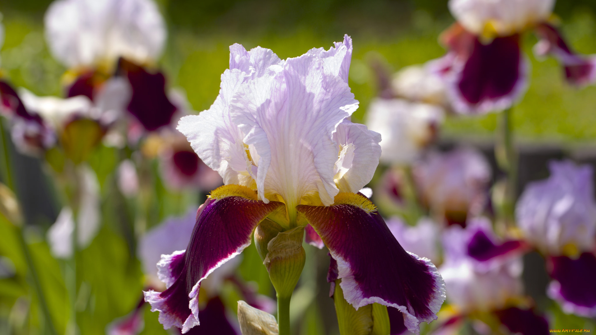 цветы, ирисы, касатики