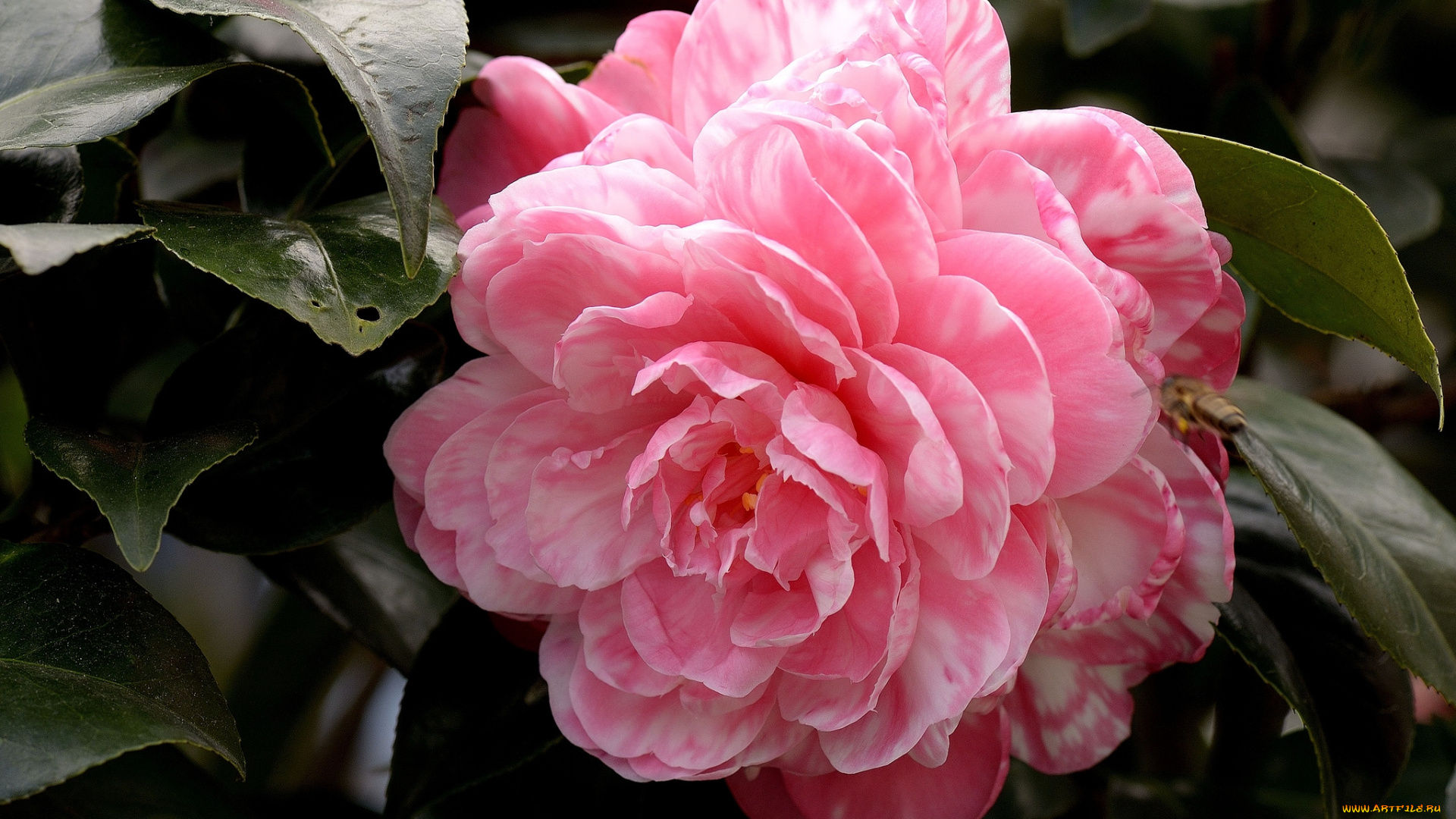 цветы, камелии, макро