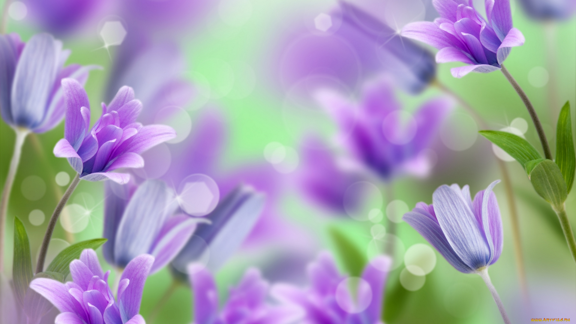 цветы, колокольчики, flowers, bells