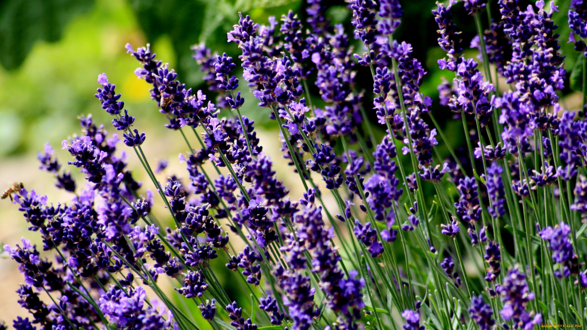 цветы, лаванда, фиолетовый