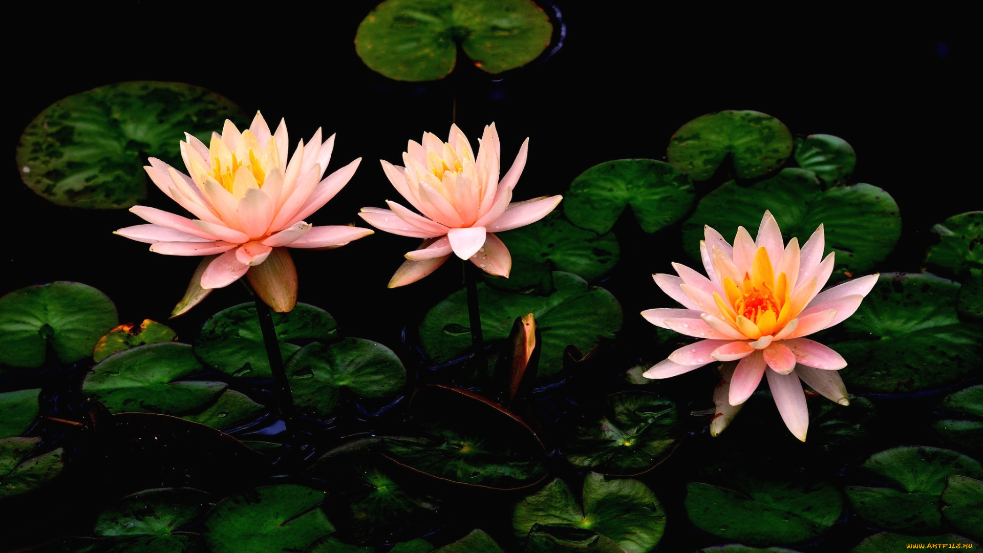 цветы, лилии, водяные, , нимфеи, , кувшинки, трио