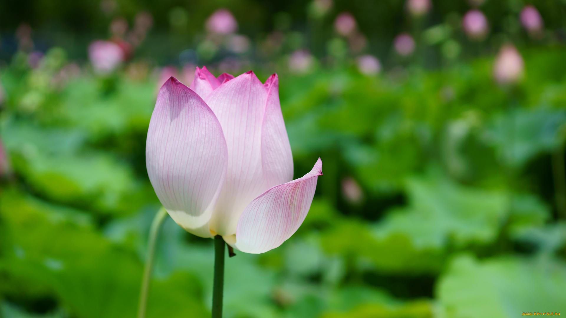 цветы, лотосы, листья