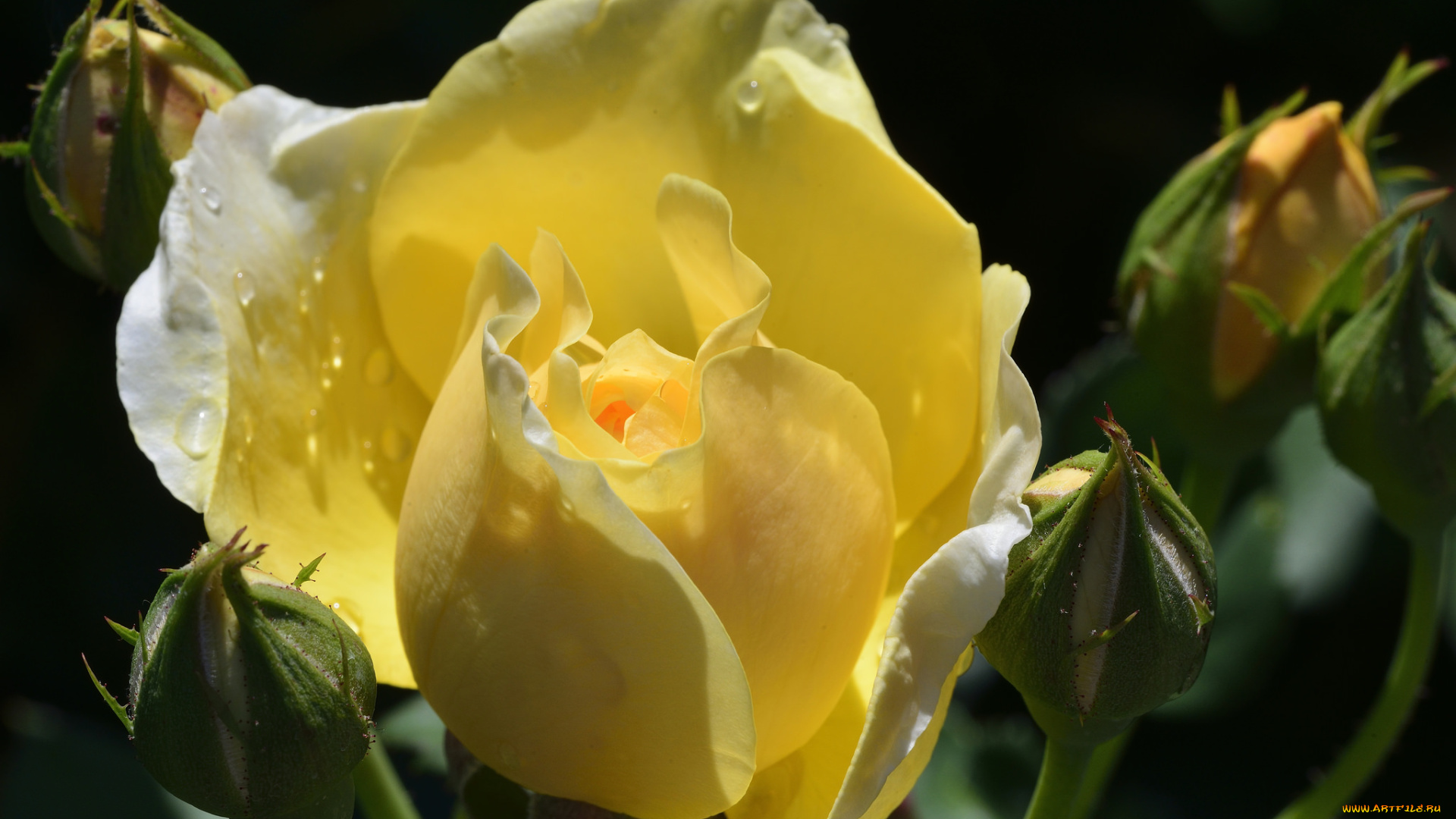 цветы, розы, бутон, макро