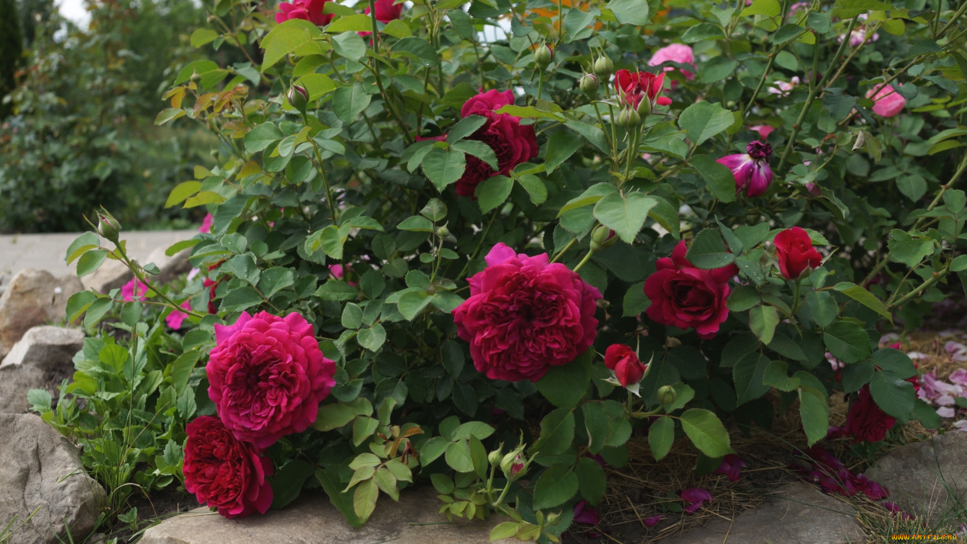 цветы, розы, куст