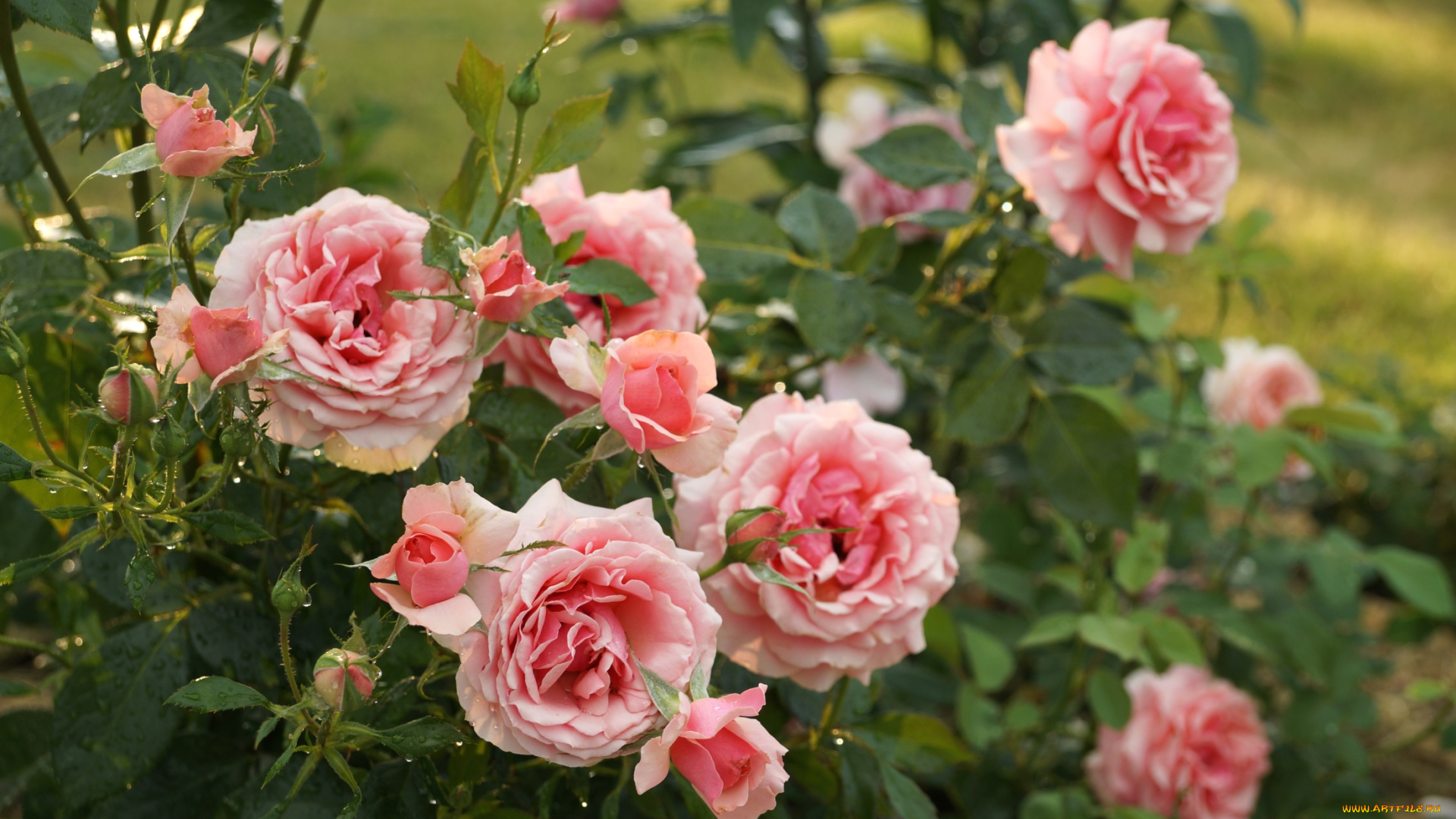 цветы, розы, куст