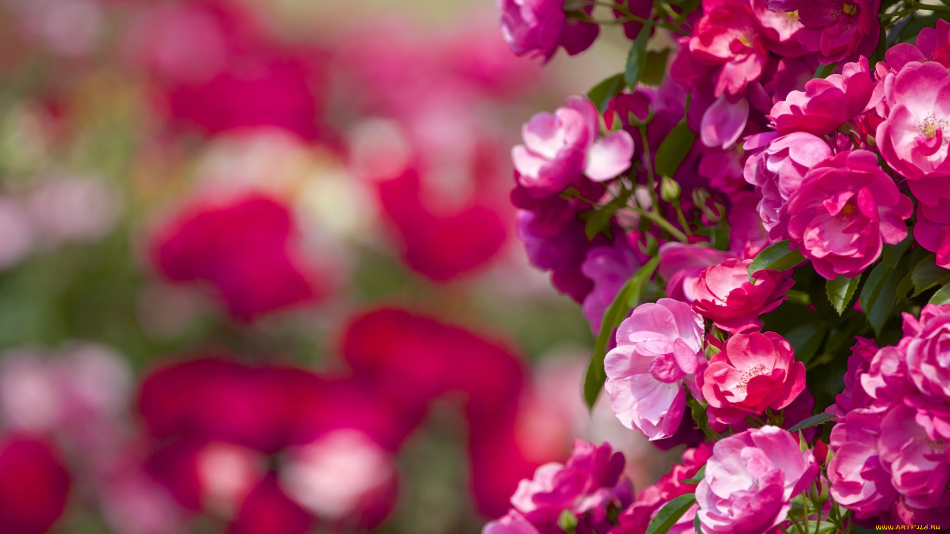 цветы, розы, розовый