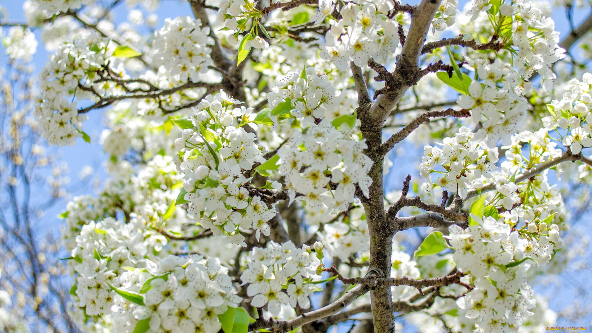 цветы, сакура, , вишня, весна