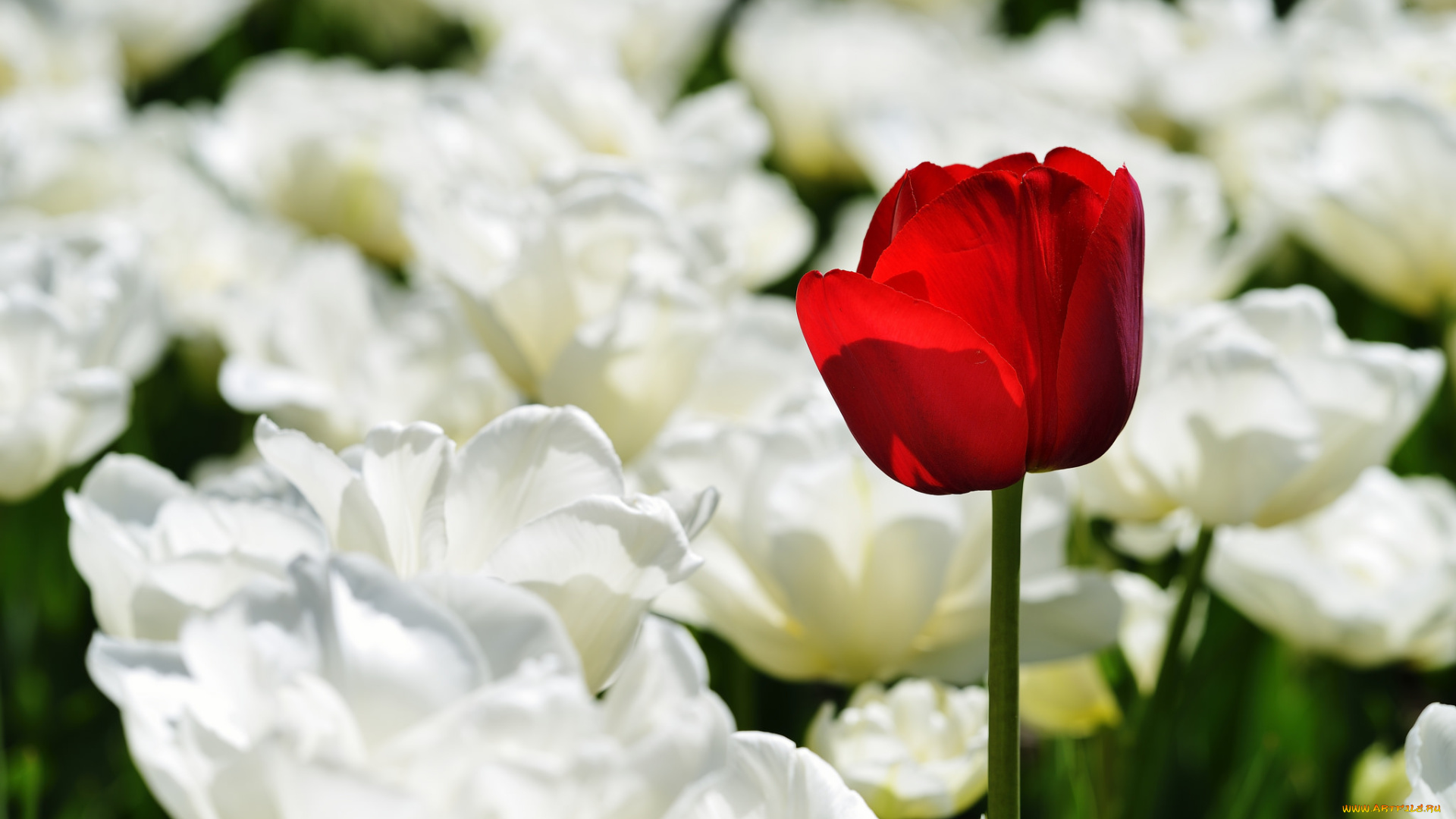 цветы, тюльпаны, одиночка