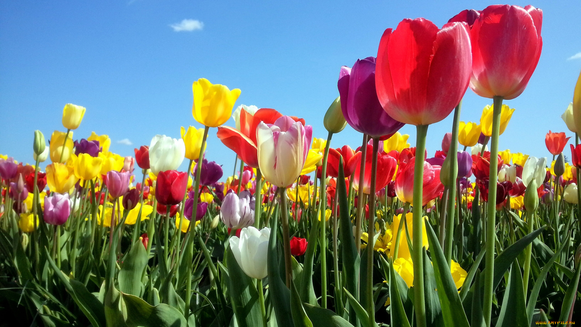 цветы, тюльпаны, яркие
