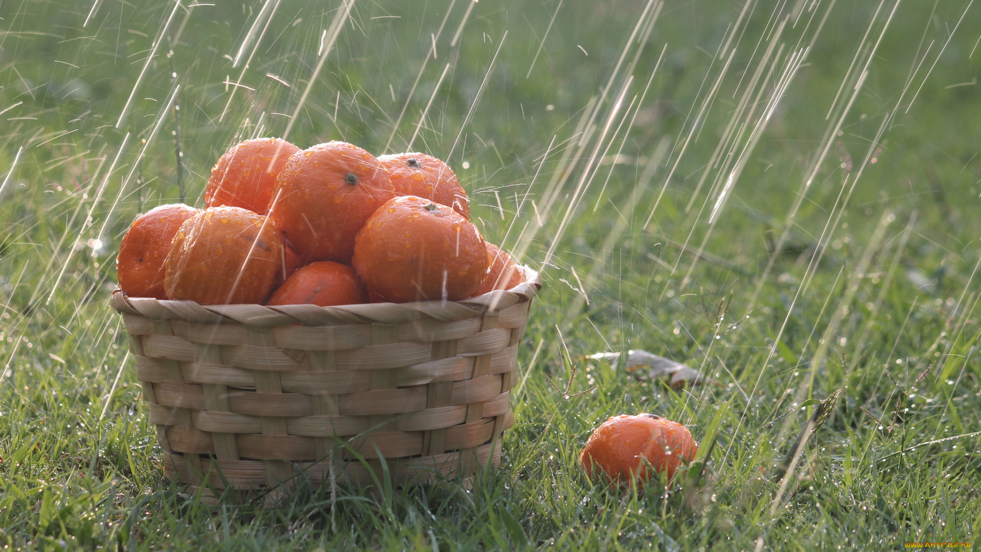 еда, цитрусы, корзина, трава, дождь, капли, апельсины
