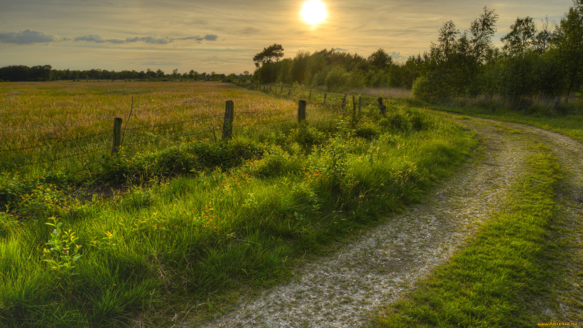 природа, дороги, поле, трава, изгородь, дорога, лес, солнце