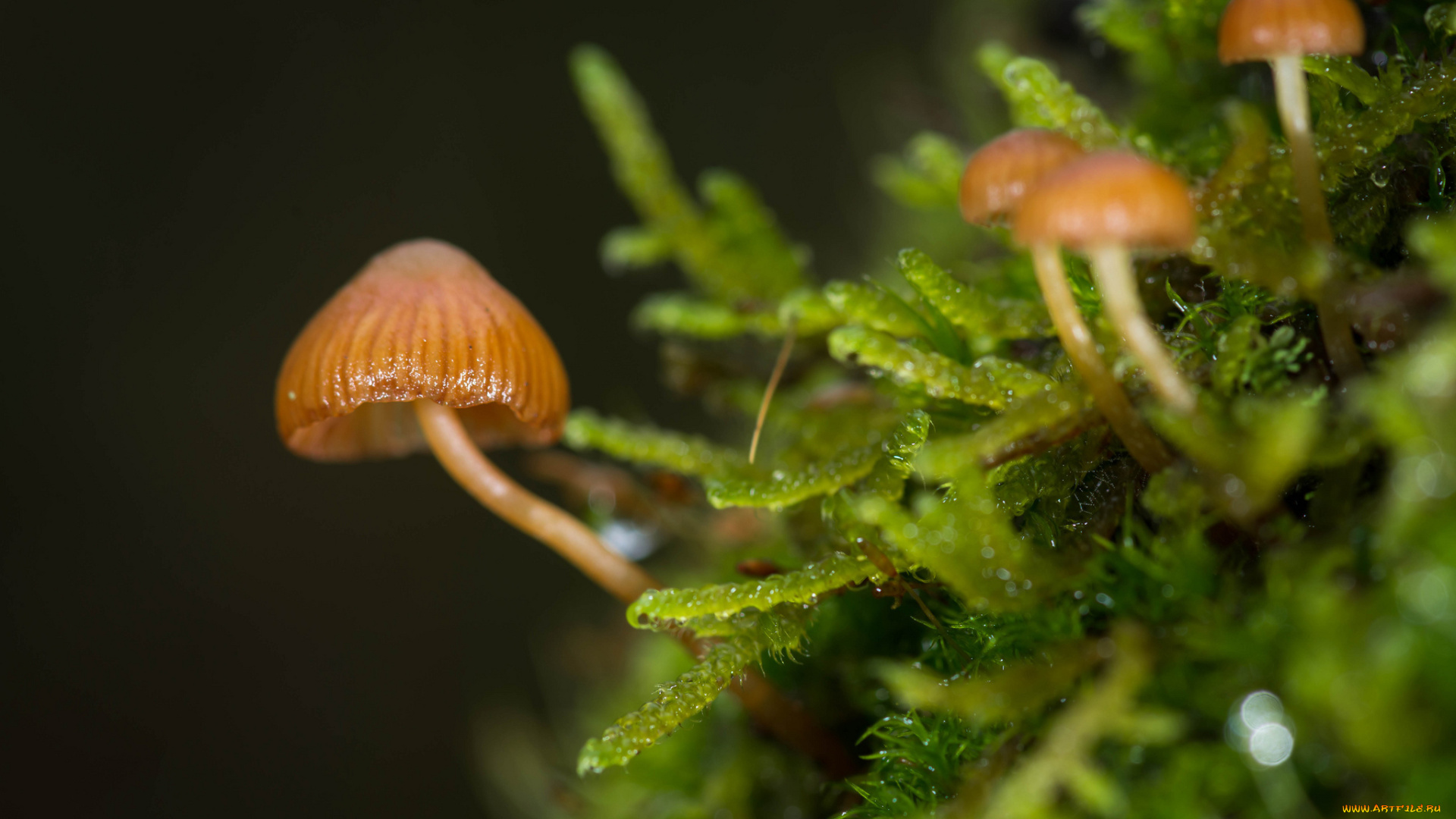 природа, грибы, размытость, темный, фон, мох