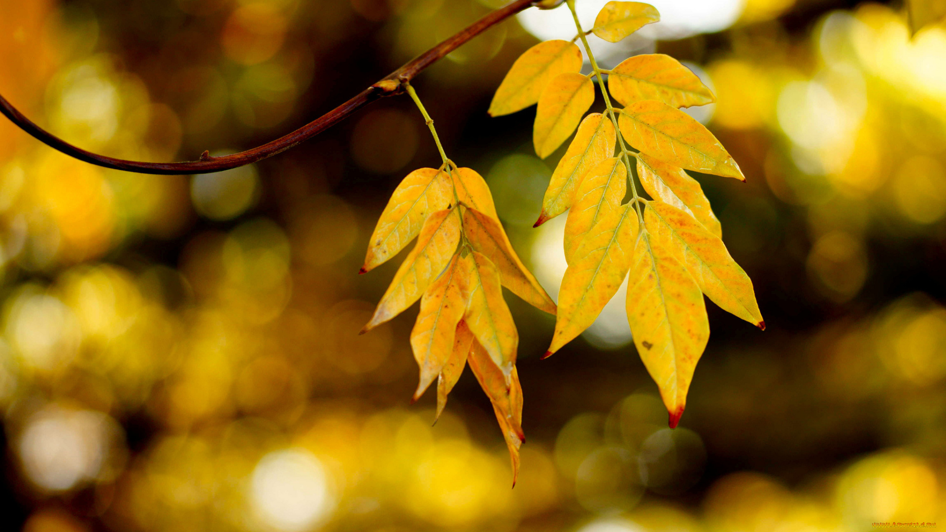 природа, листья, осень, ветка, жёлтые, блики