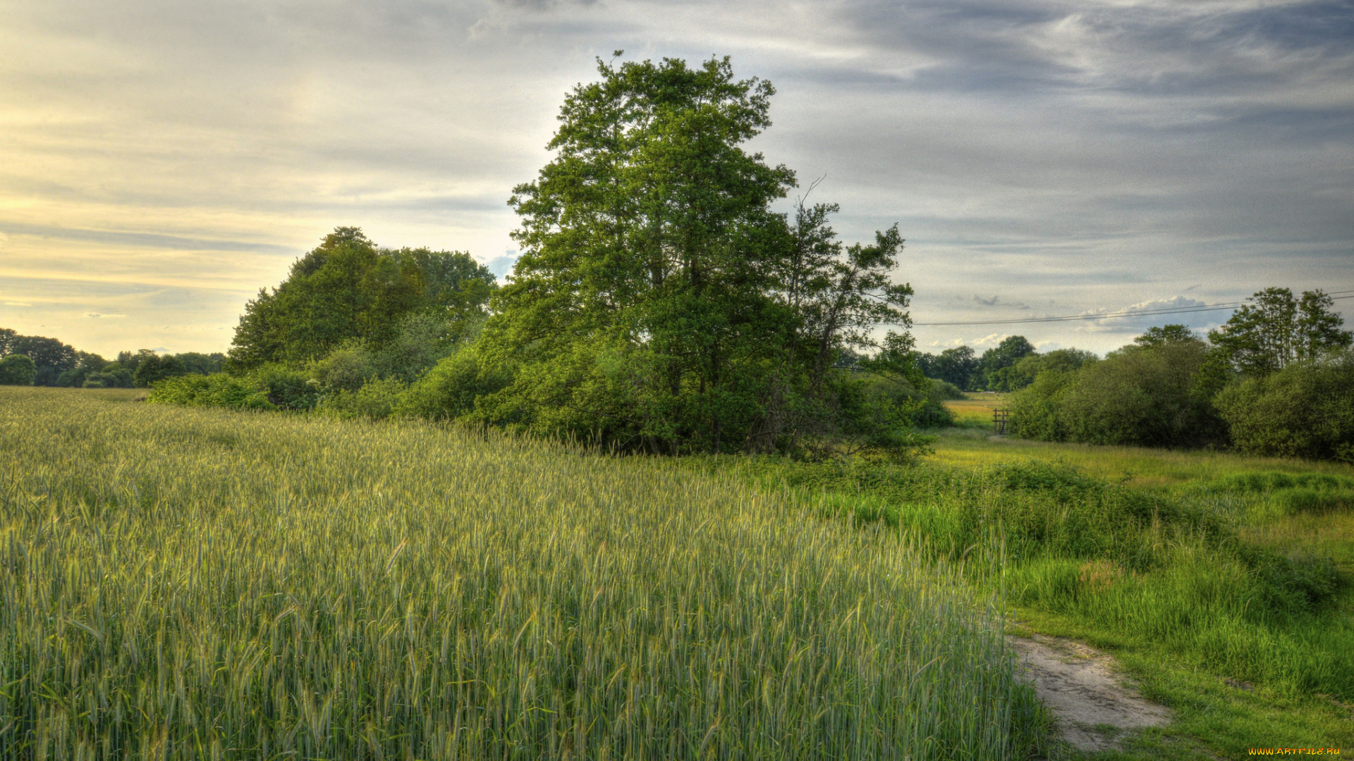 природа, пейзажи, поле, трава, деревья