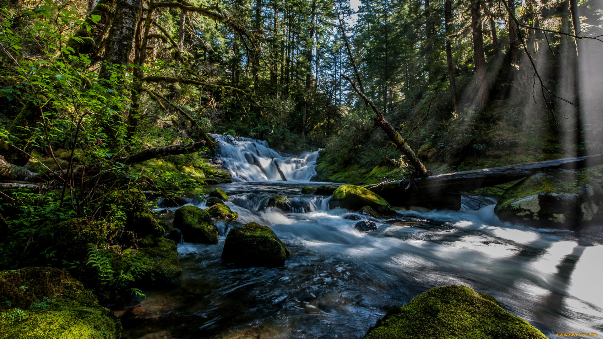 природа, реки, озера, лес, ручей, пороги