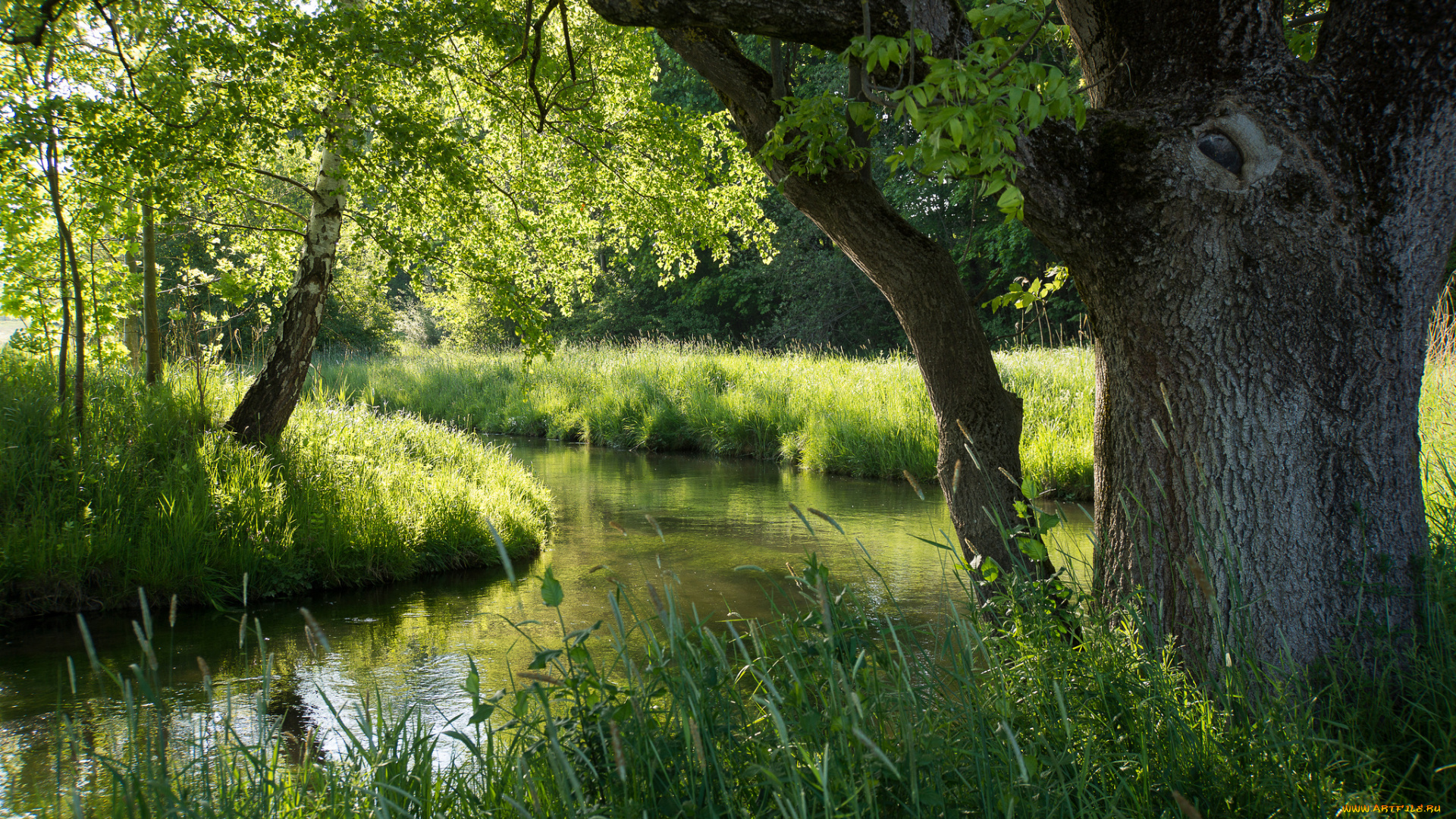 природа, реки, озера, лето, лес, река, деревья, трава, зелень, ярко