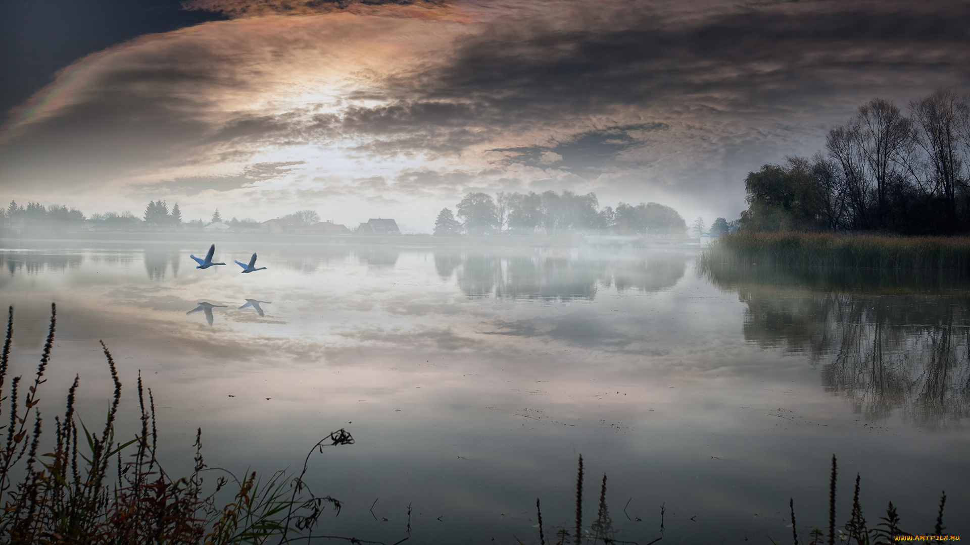 природа, реки, озера, туман, озеро, лебеди