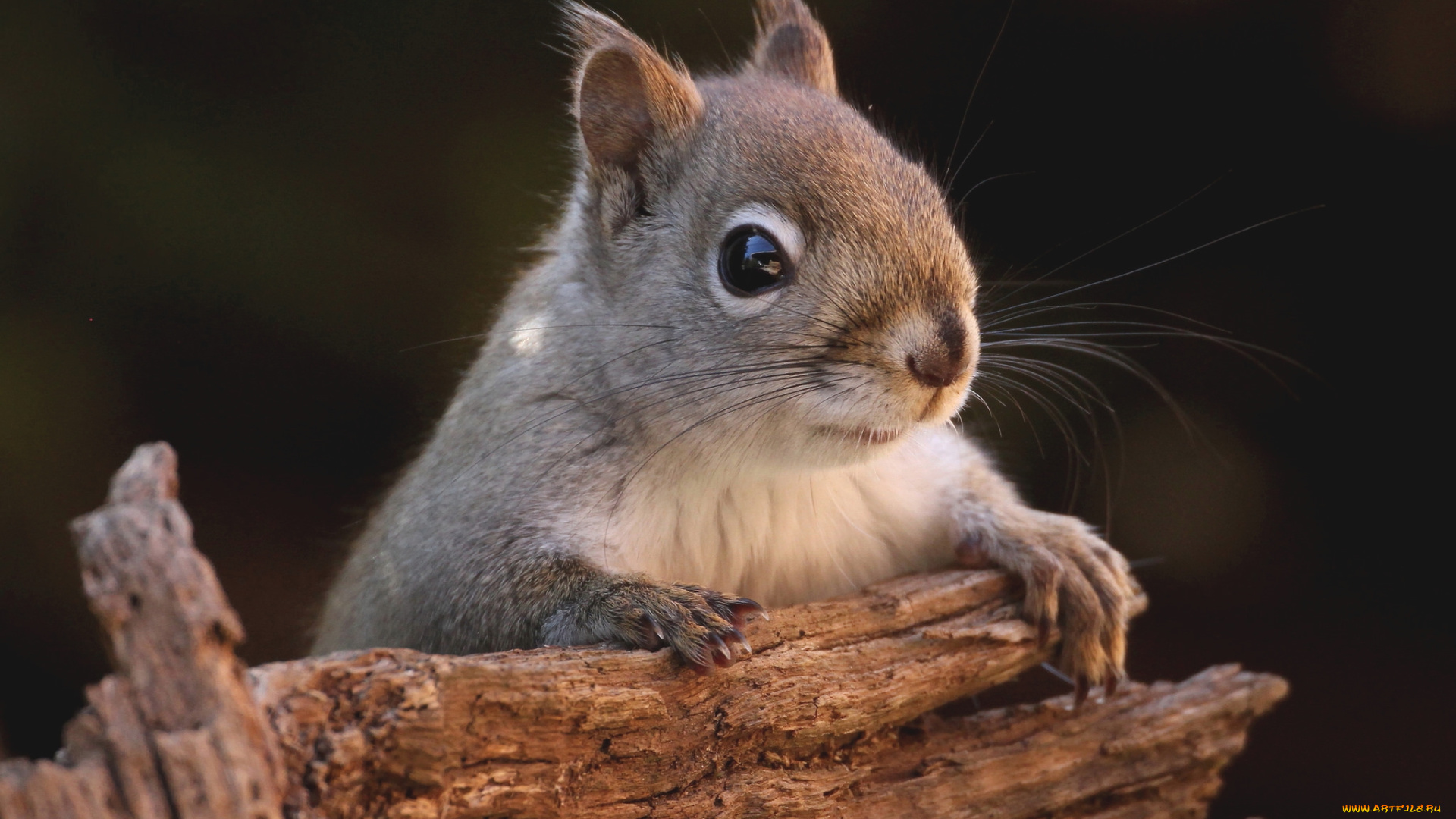 животные, белки, бельчонок