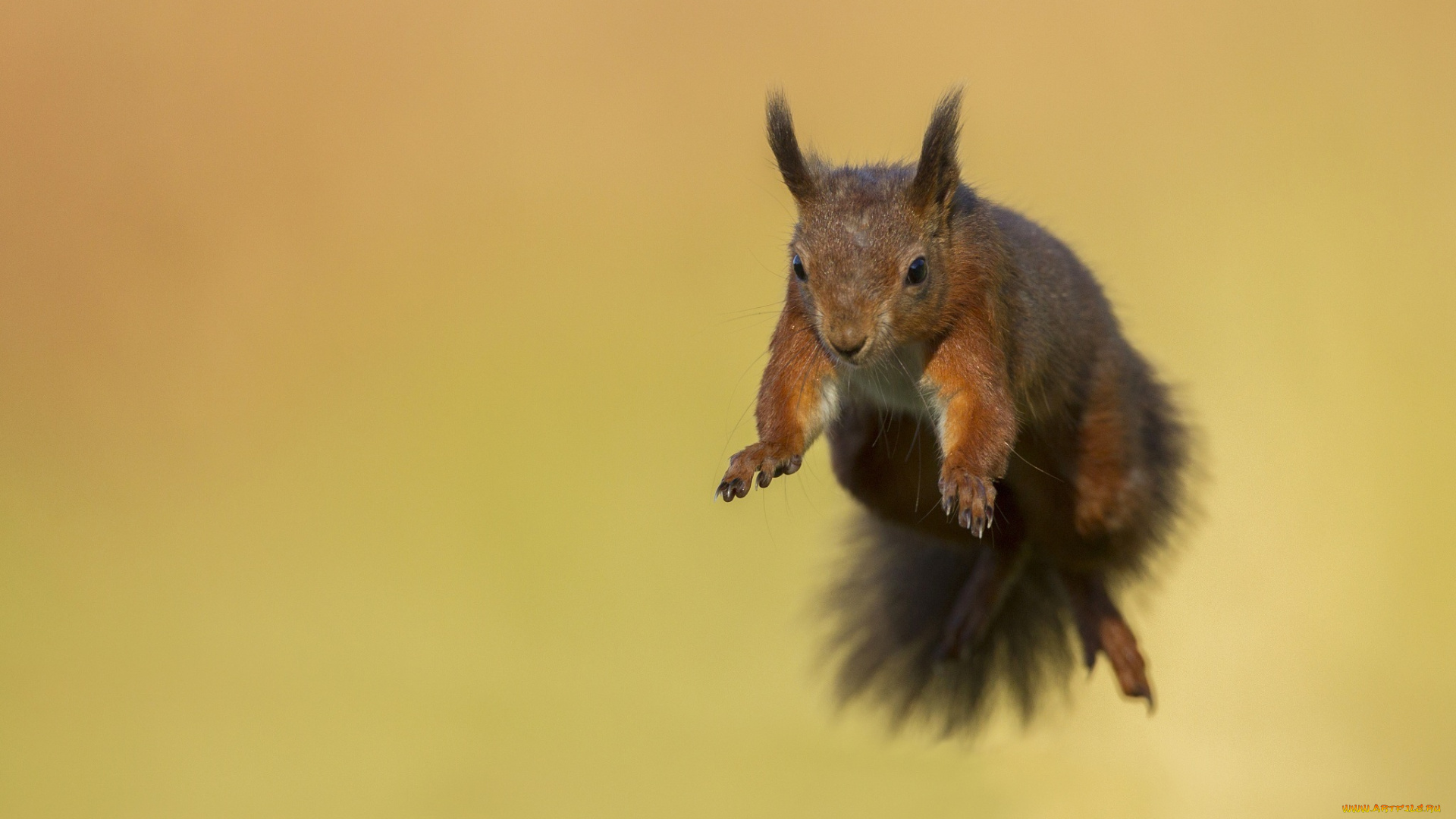 животные, белки, прыжок, зверек, грызун, белка, полет, мордочка