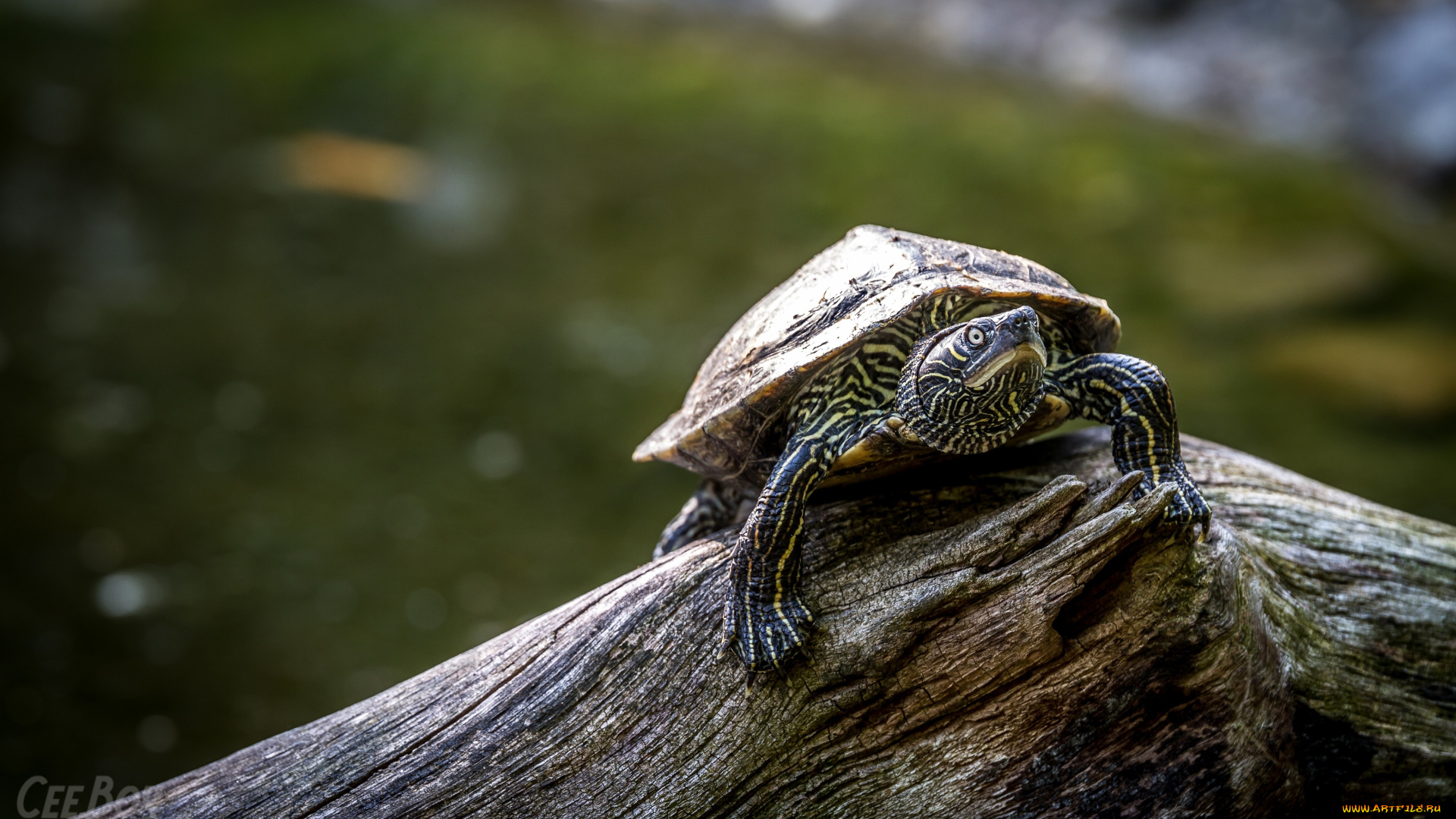 животные, Черепахи, панцирь, бревно