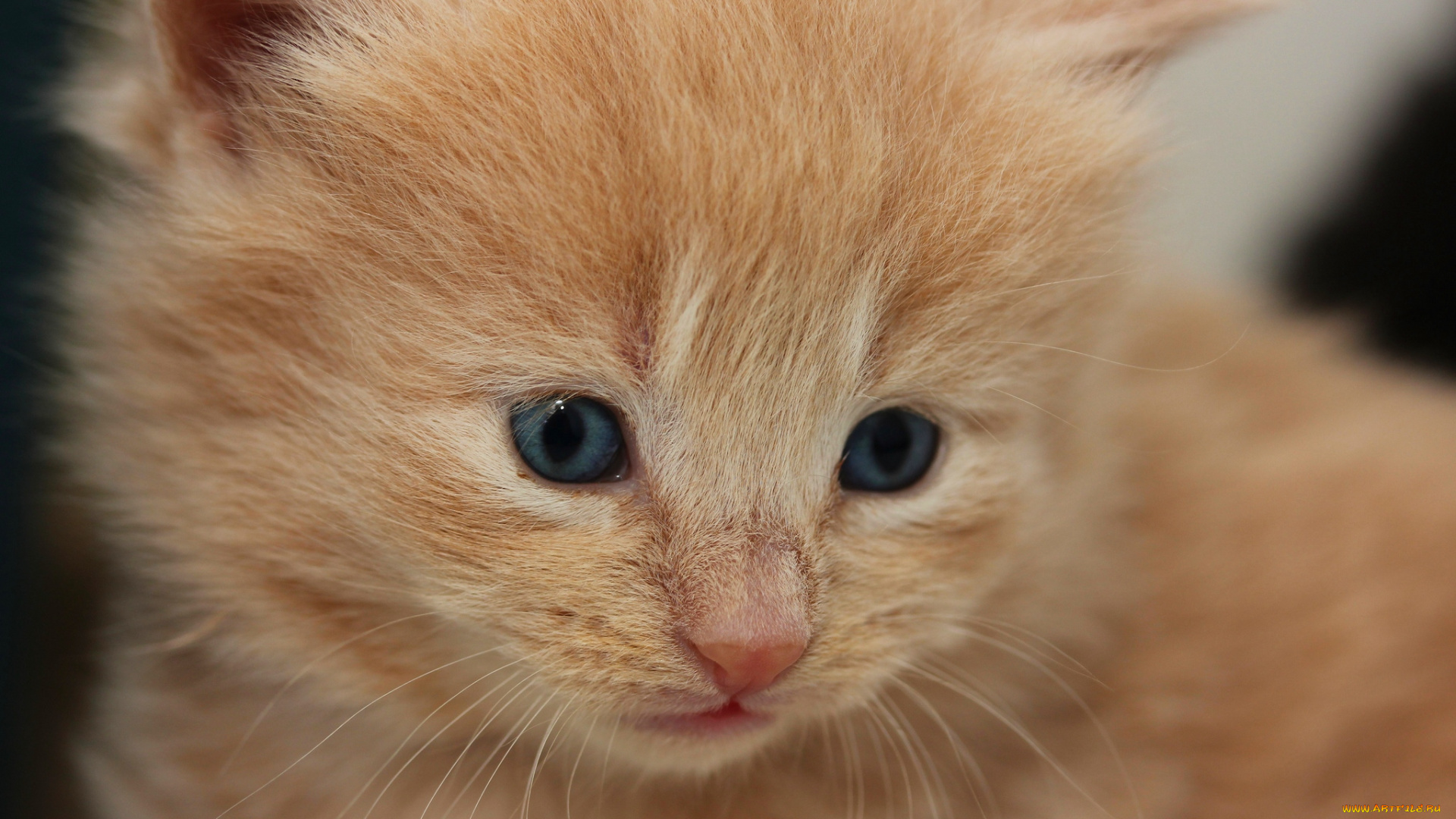 животные, коты, рыжик