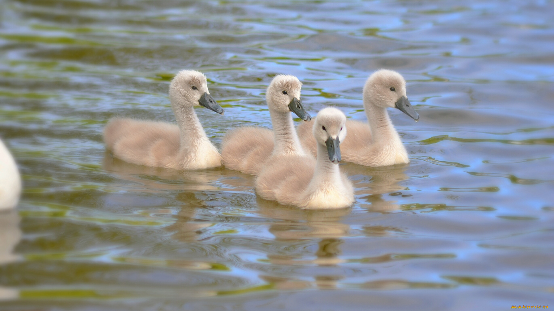 животные, лебеди, the, lake, серые, озеро, kids, gray, swans, малыши