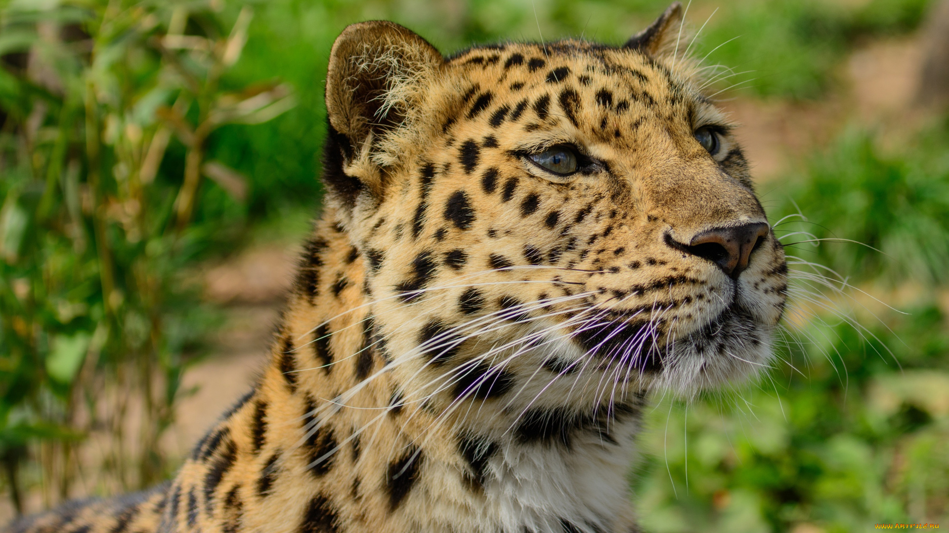 животные, леопарды, амурский, хищник, морда, усы