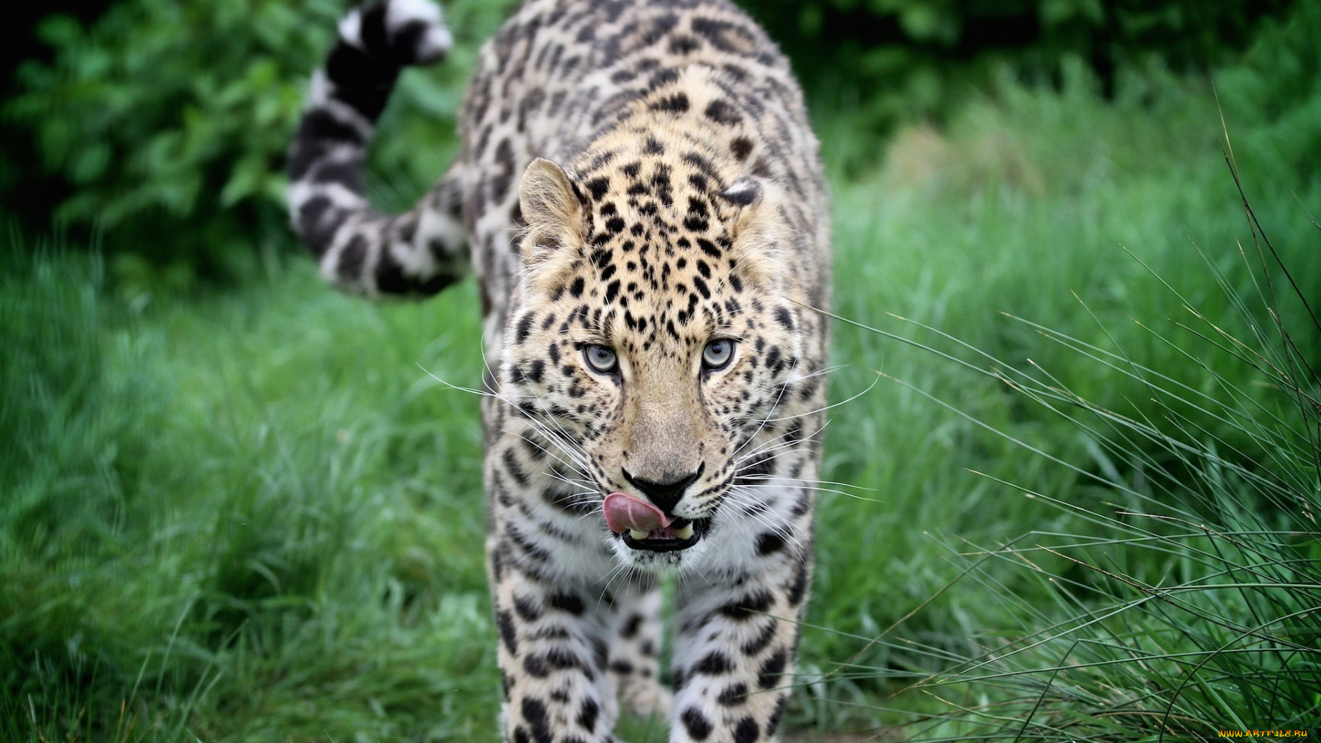 животные, леопарды, кошка, морда, язык, прогулка