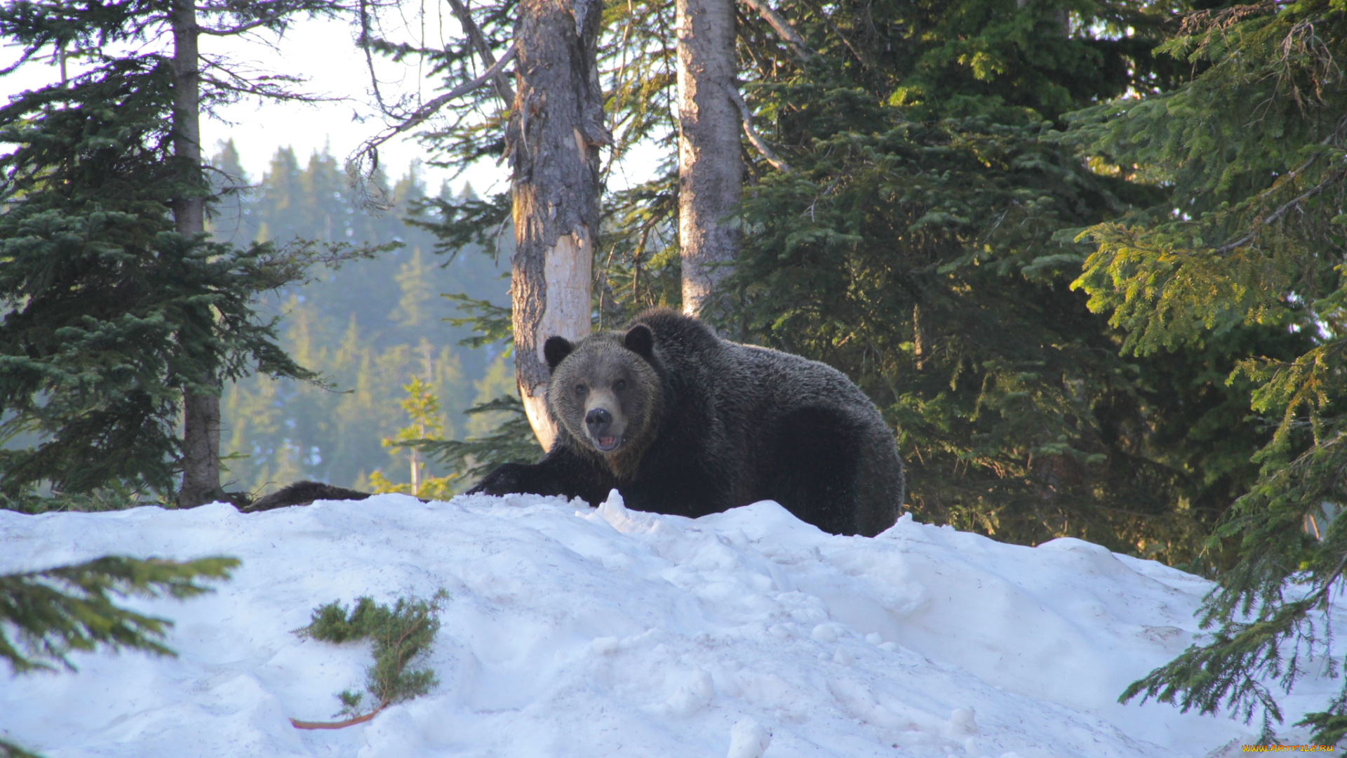 животные, медведи, топтыгин, снег