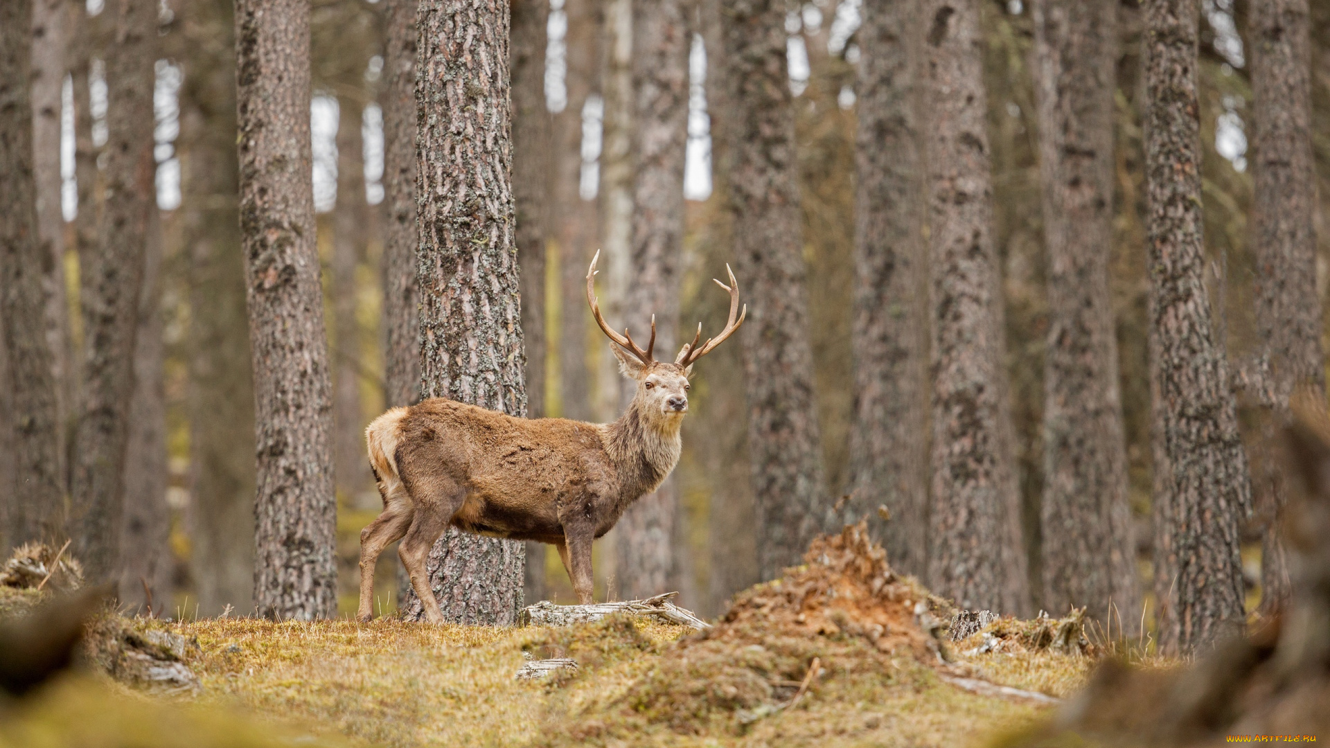 животные, олени, лес, осень, деревья, рога, поза