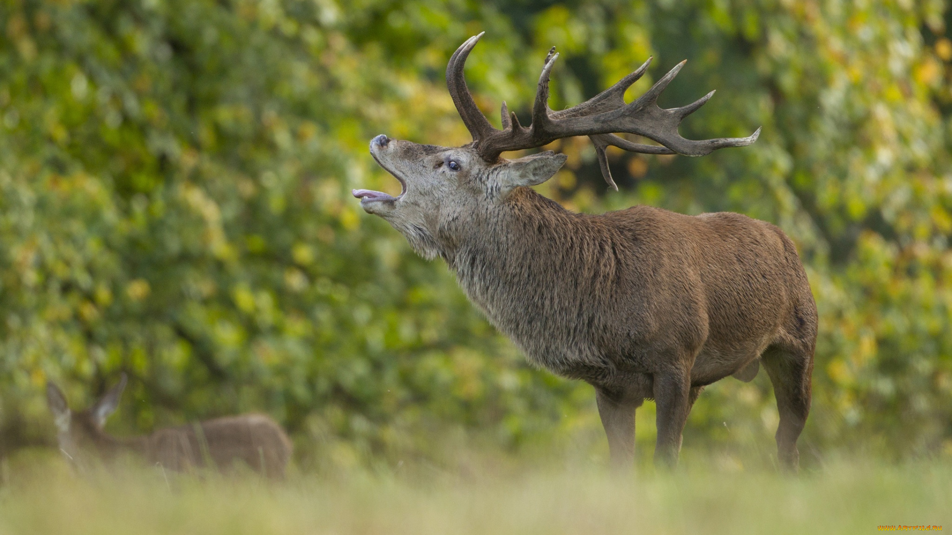 животные, олени, рога, красавец, осень, профиль, зов