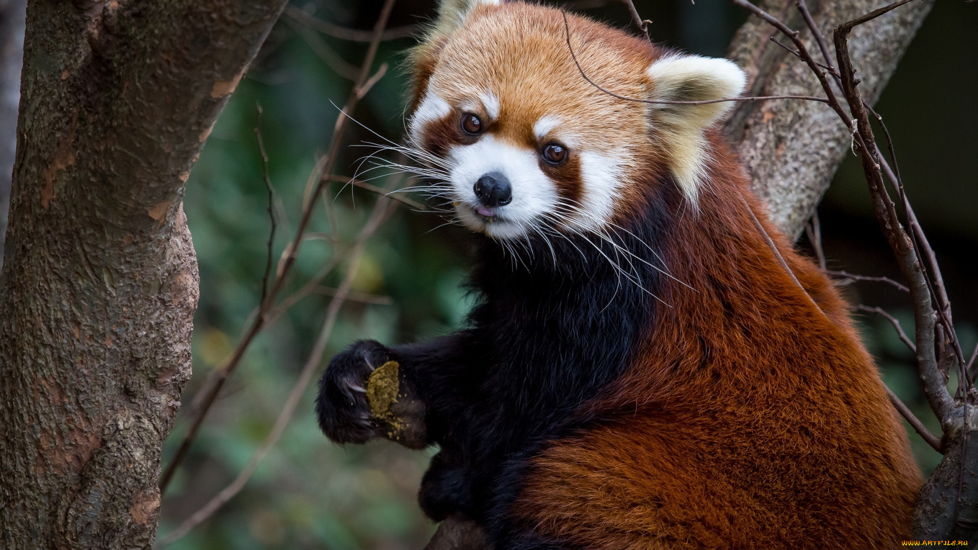 животные, панды, панда, обед, мордочка, красная